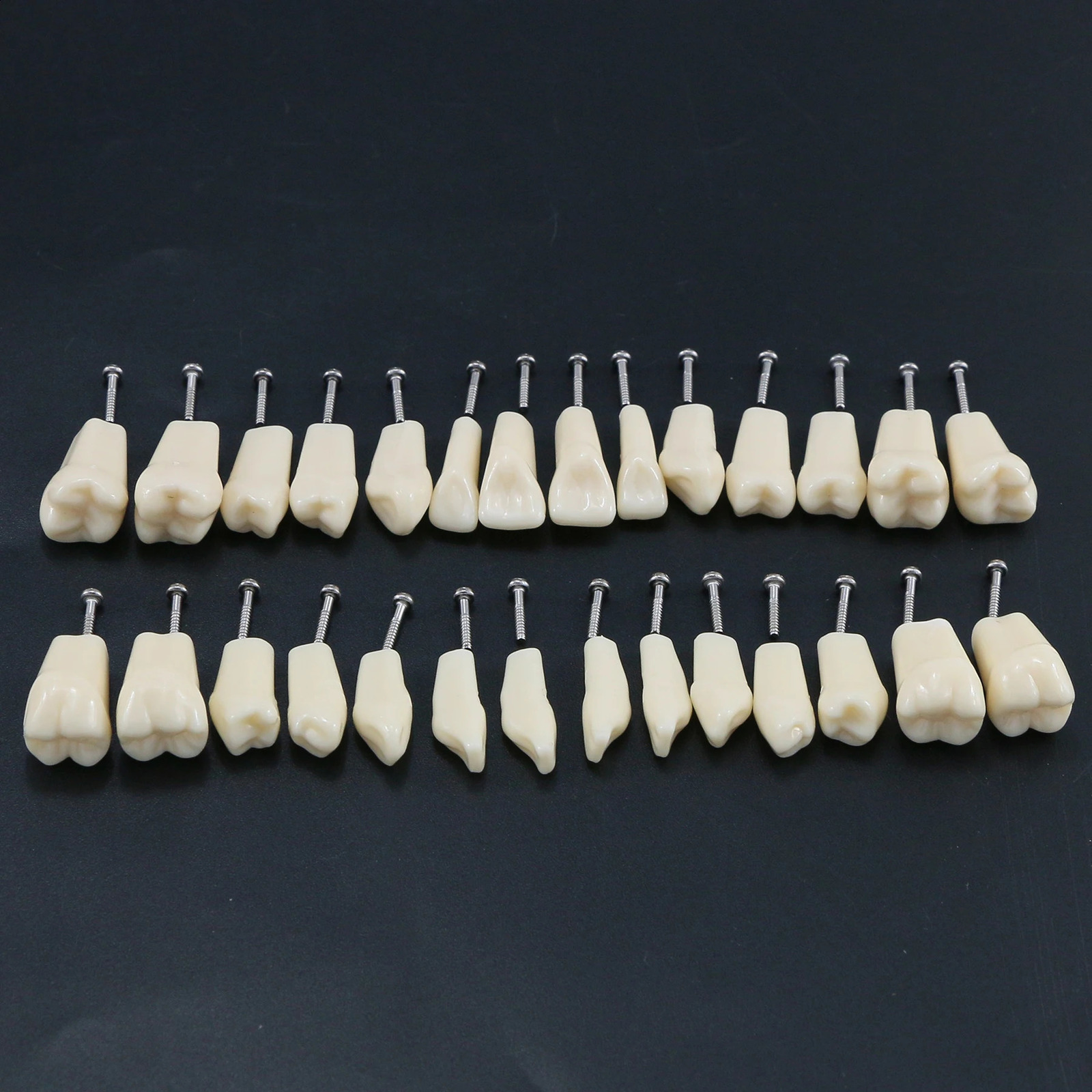 Frasaco ANA-4 Type Fit Dental Replacement Standard 28Pcs Screw-in Teeth Model Typodont Practice Filling Restoration Demo M8021 250227
