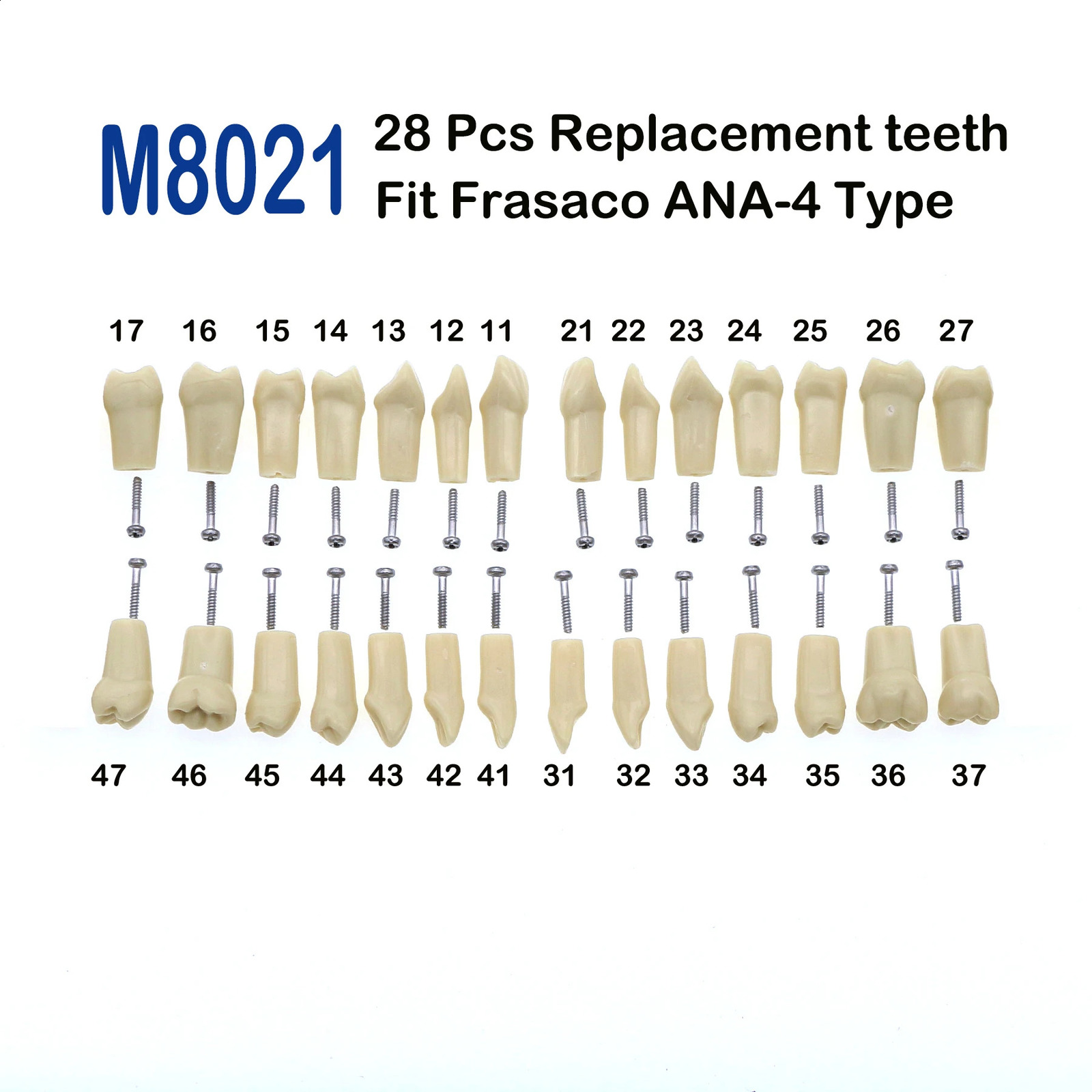 Frasaco ANA-4 Type Fit Dental Replacement Standard 28Pcs Screw-in Teeth Model Typodont Practice Filling Restoration Demo M8021 250227