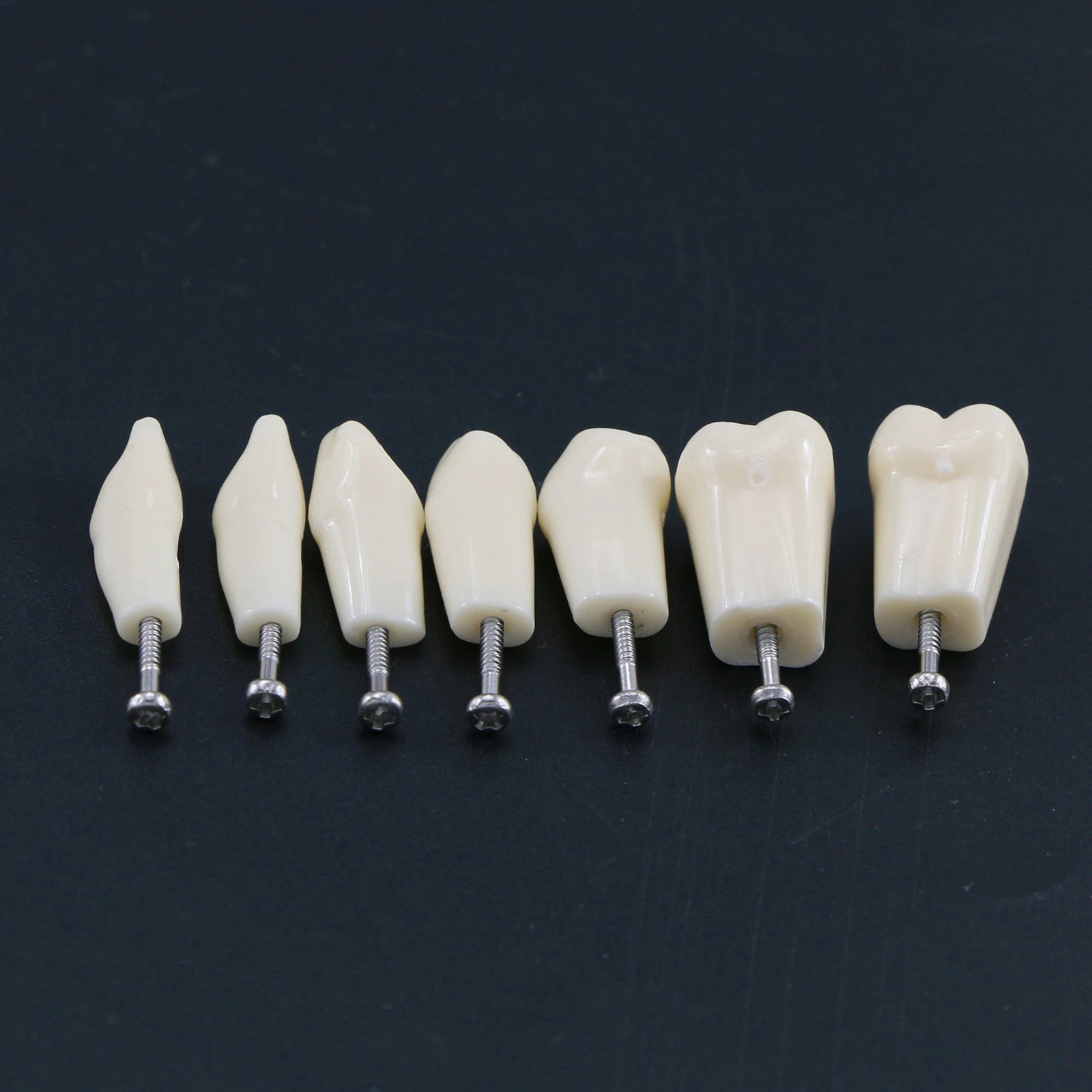 Frasaco ANA-4 Type Fit Dental Replacement Standard 28Pcs Screw-in Teeth Model Typodont Practice Filling Restoration Demo M8021 250227