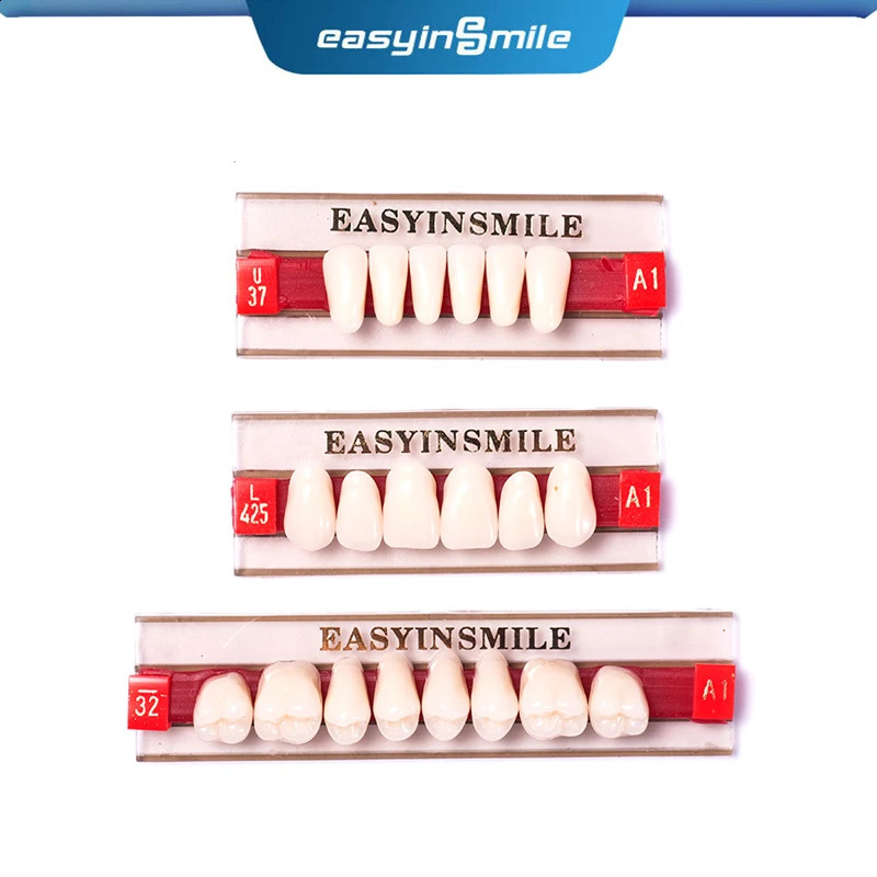 Dental Teaching Model A1/A2/A3 of Maximum Standard Size Teeth Upper and Lower Model for Replacement DIY Halloween 250228