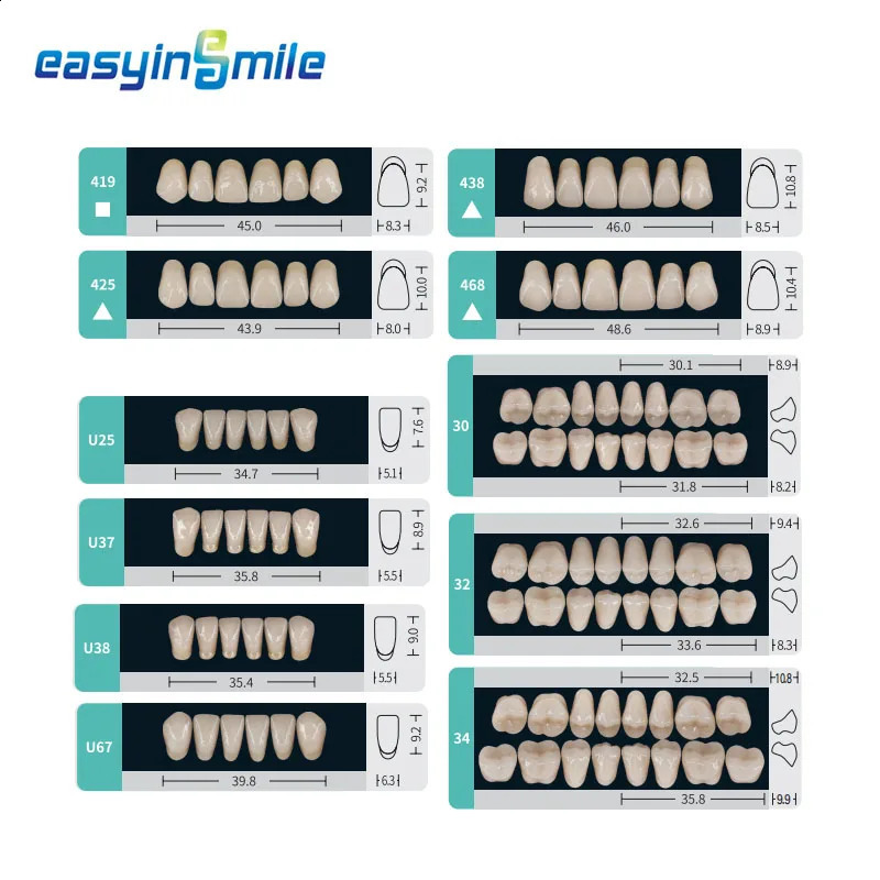 Dental Teaching Model A1/A2/A3 of Maximum Standard Size Teeth Upper and Lower Model for Replacement DIY Halloween 250228