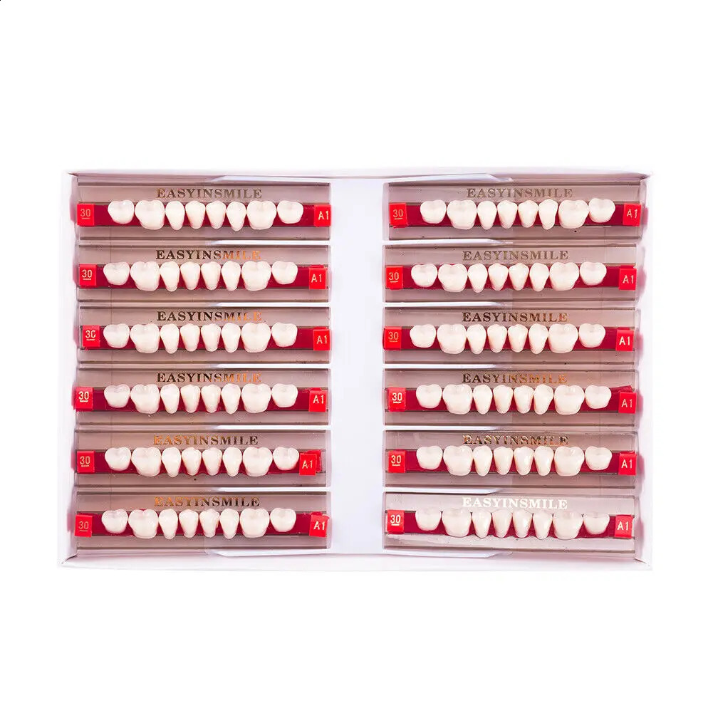Dental Teaching Model A1/A2/A3 of Maximum Standard Size Teeth Upper and Lower Model for Replacement DIY Halloween 250228