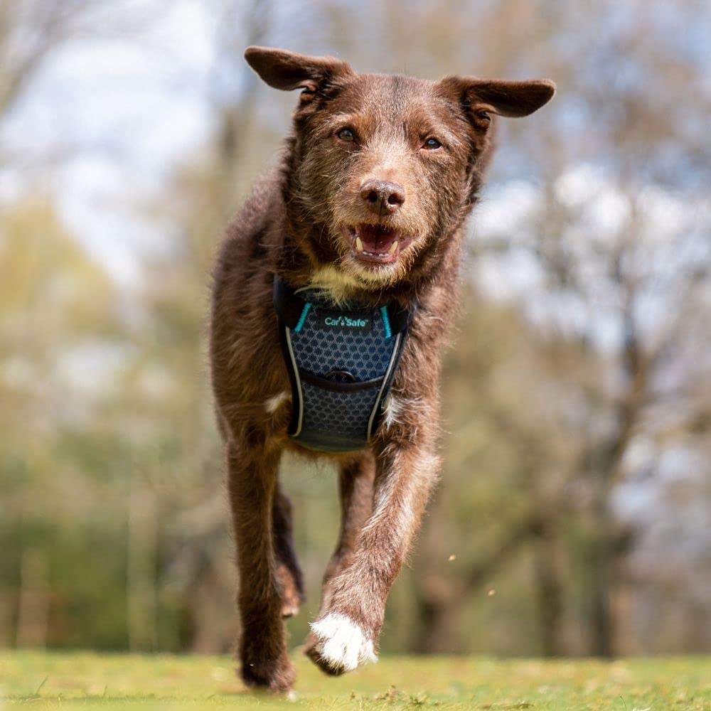 High-Quality Canine Restraint Harness Passes Rigorous Testing Standards Ideal for Safe Rides