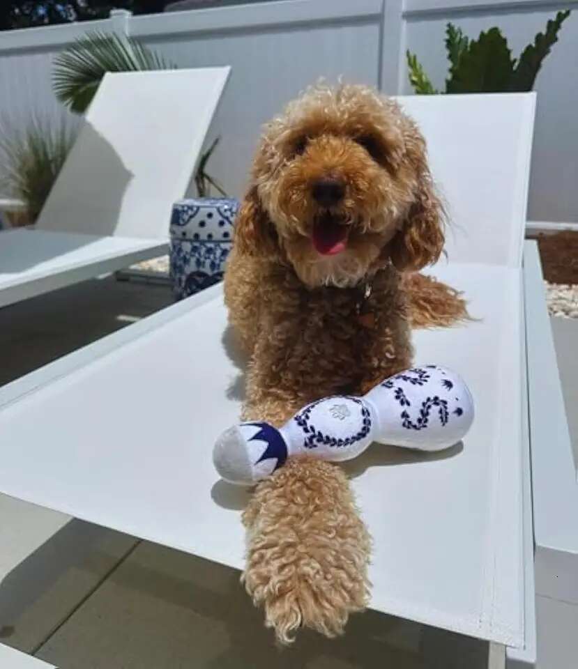 Unique Tequila Boujee Plush with Squeaker - Hilarious and Adorable for Dogs of Every Size, Ideal Dog Birthday Gift