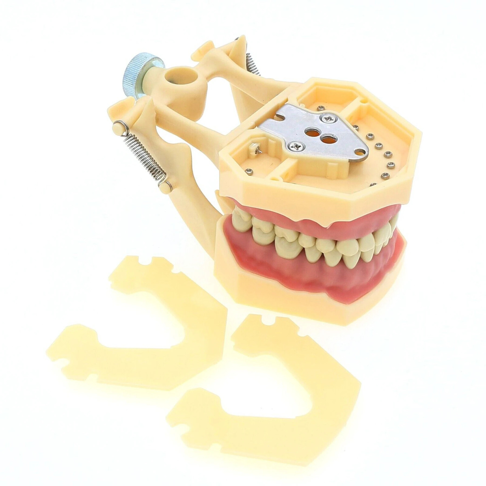 Frasaco AG3 Type Fit Dental Typodont Standard Model M8014-2 With 32Pcs Screw-in Teeth Practice Filling Restoration Demo M8022-2 250228