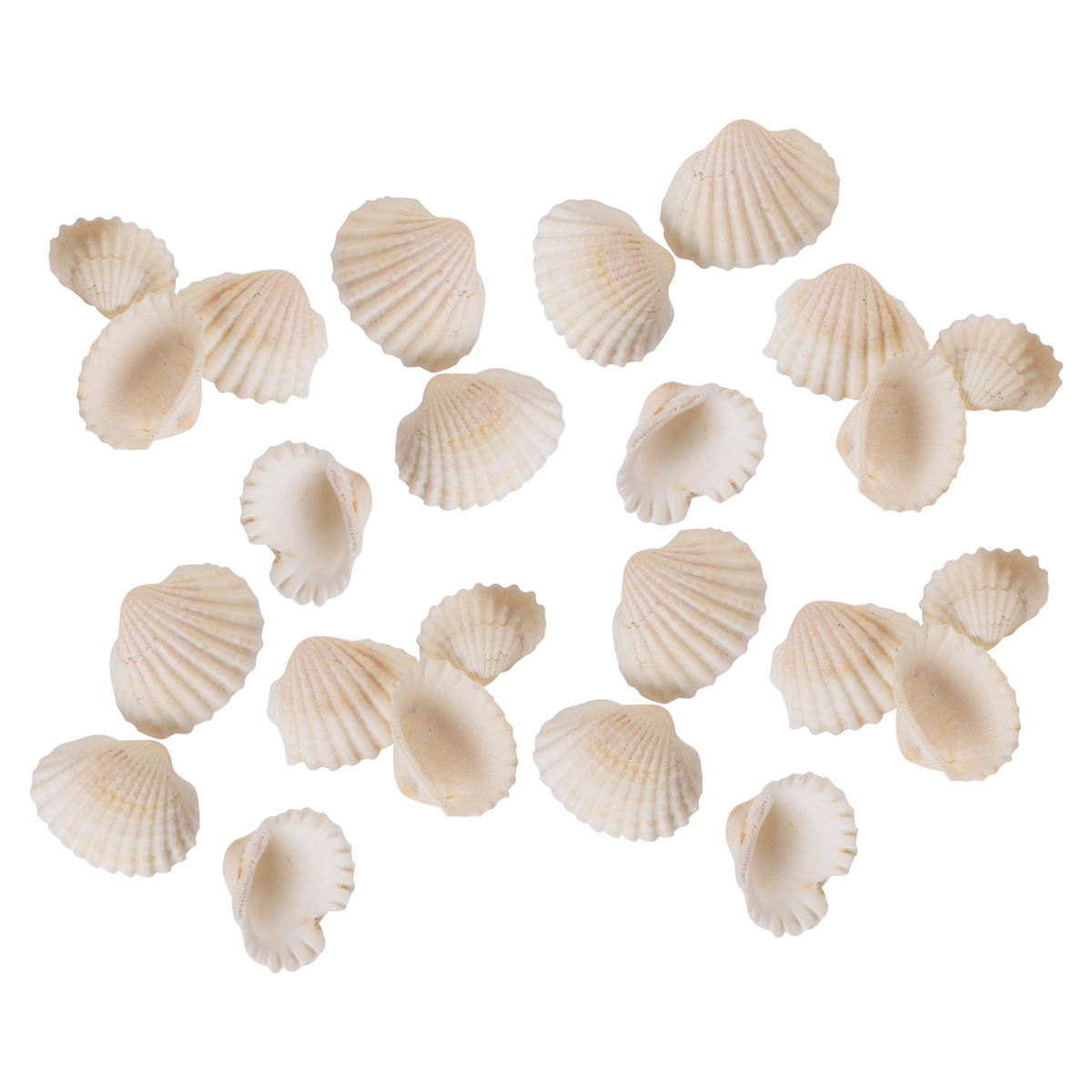 Fish Tank Accessories Shell Jewelry Small Decor Scallop Natural Ornaments Vase Barreled DIY Pendant