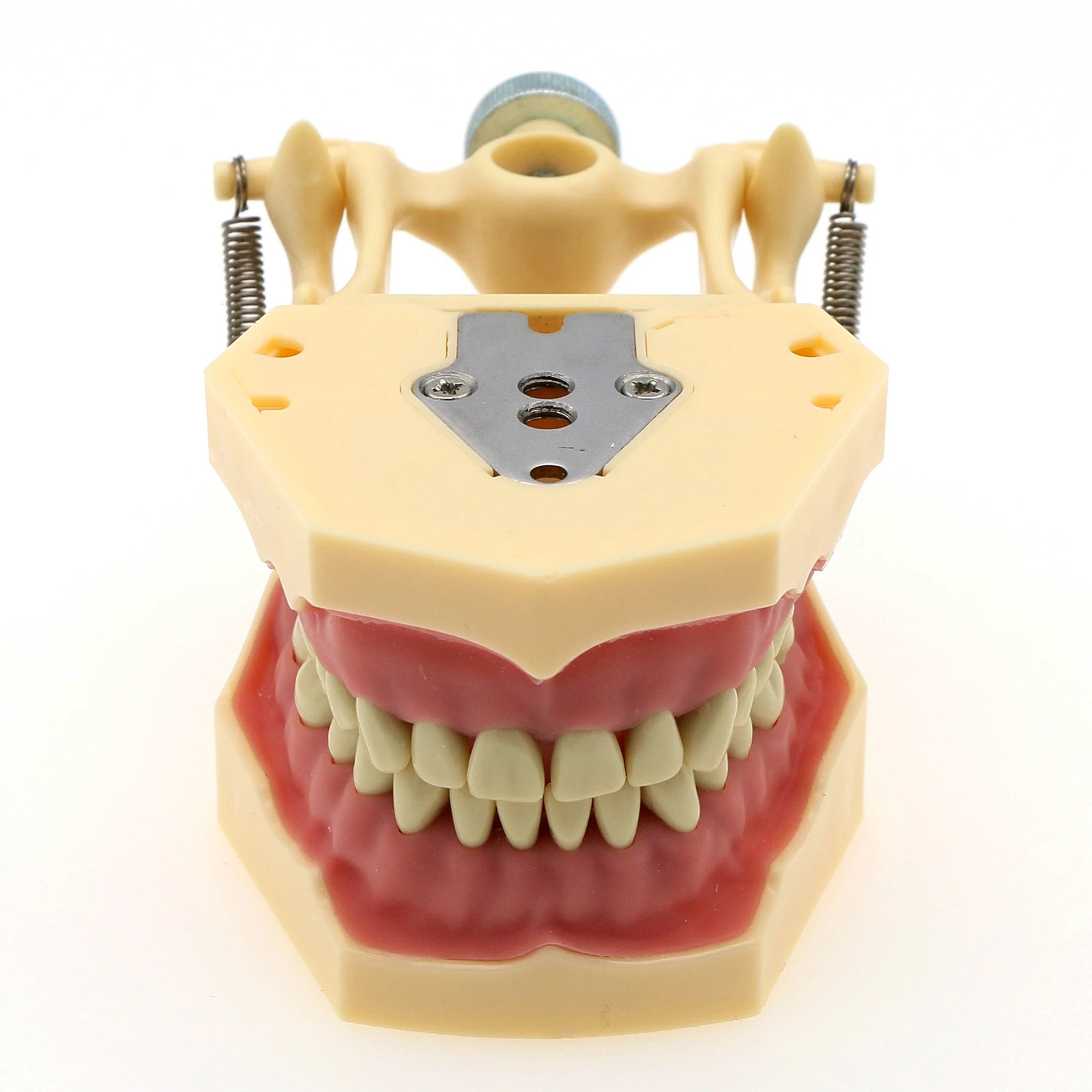 Frasaco AG3 Type Fit Dental Typodont Standard Model M8014-2 With 32Pcs Screw-in Teeth Practice Filling Restoration Demo M8022-2 250228