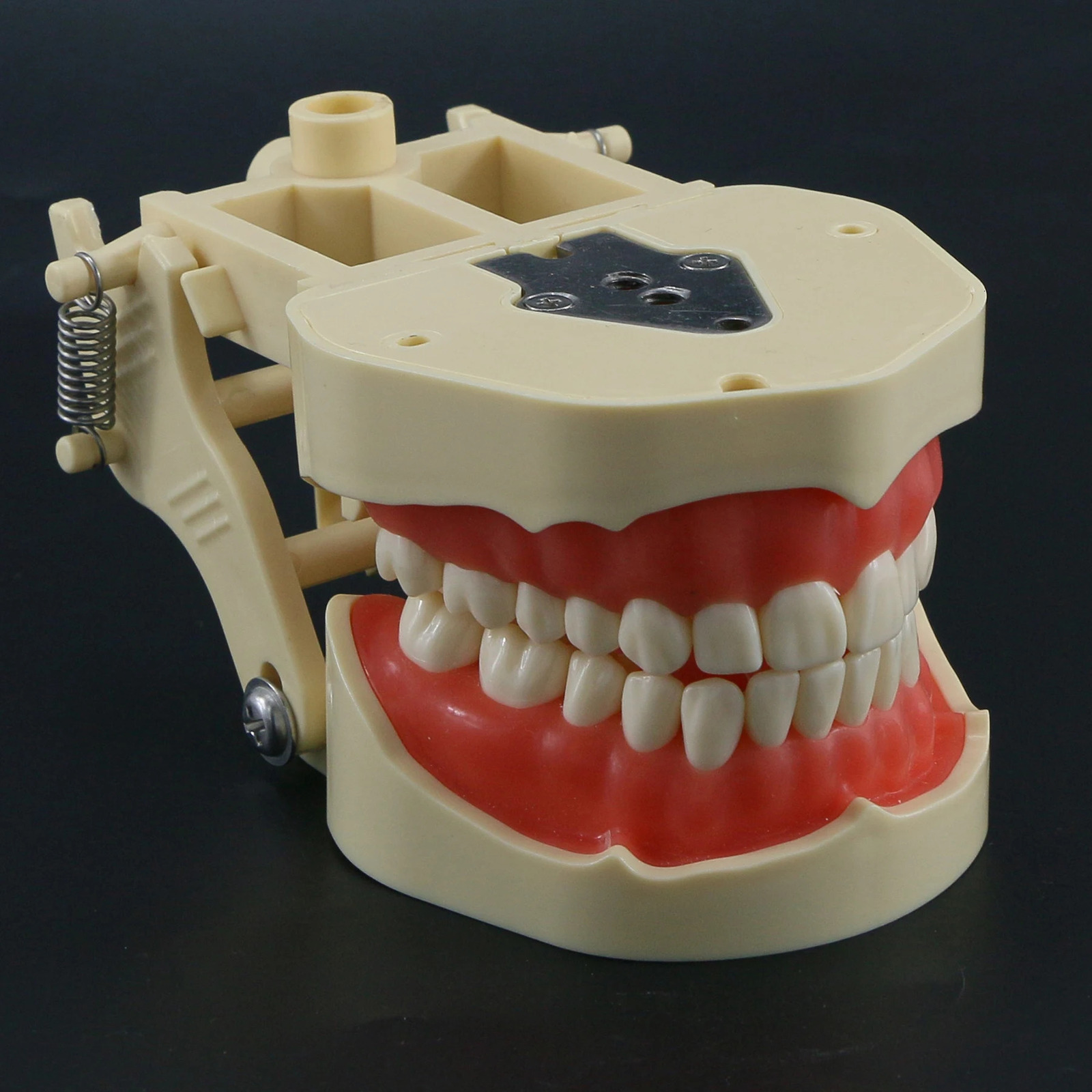 Frasaco ANA-4 Type Fit Dental Standard Model With 28Pcs Screw-in Teeth Typodont Practice Filling Restoration Demo M8013 M8021 250228