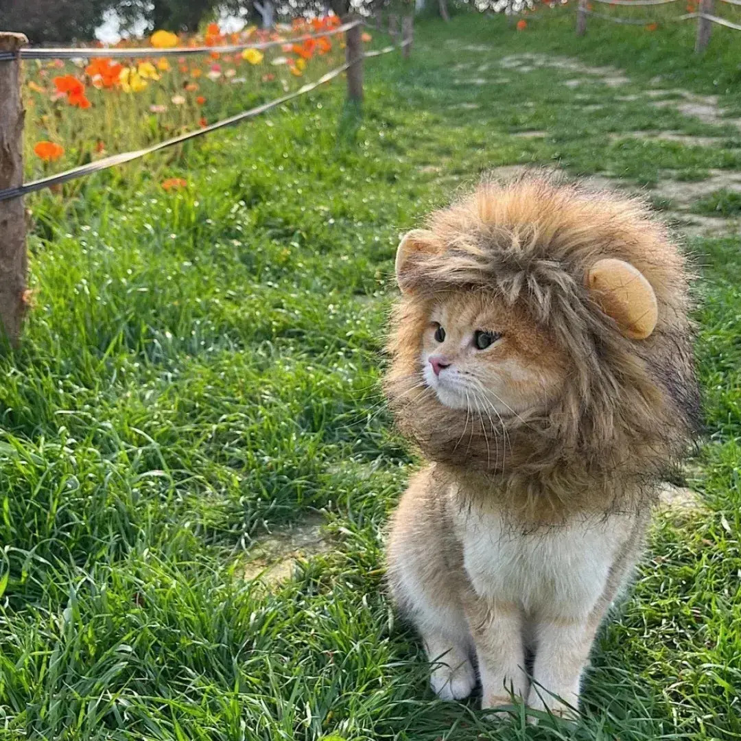 Update Decorative Hat Soft Lightweight Lion-Style Hats Breathable Hood Adorable Pet Photograpps Cat Costume Cosplay