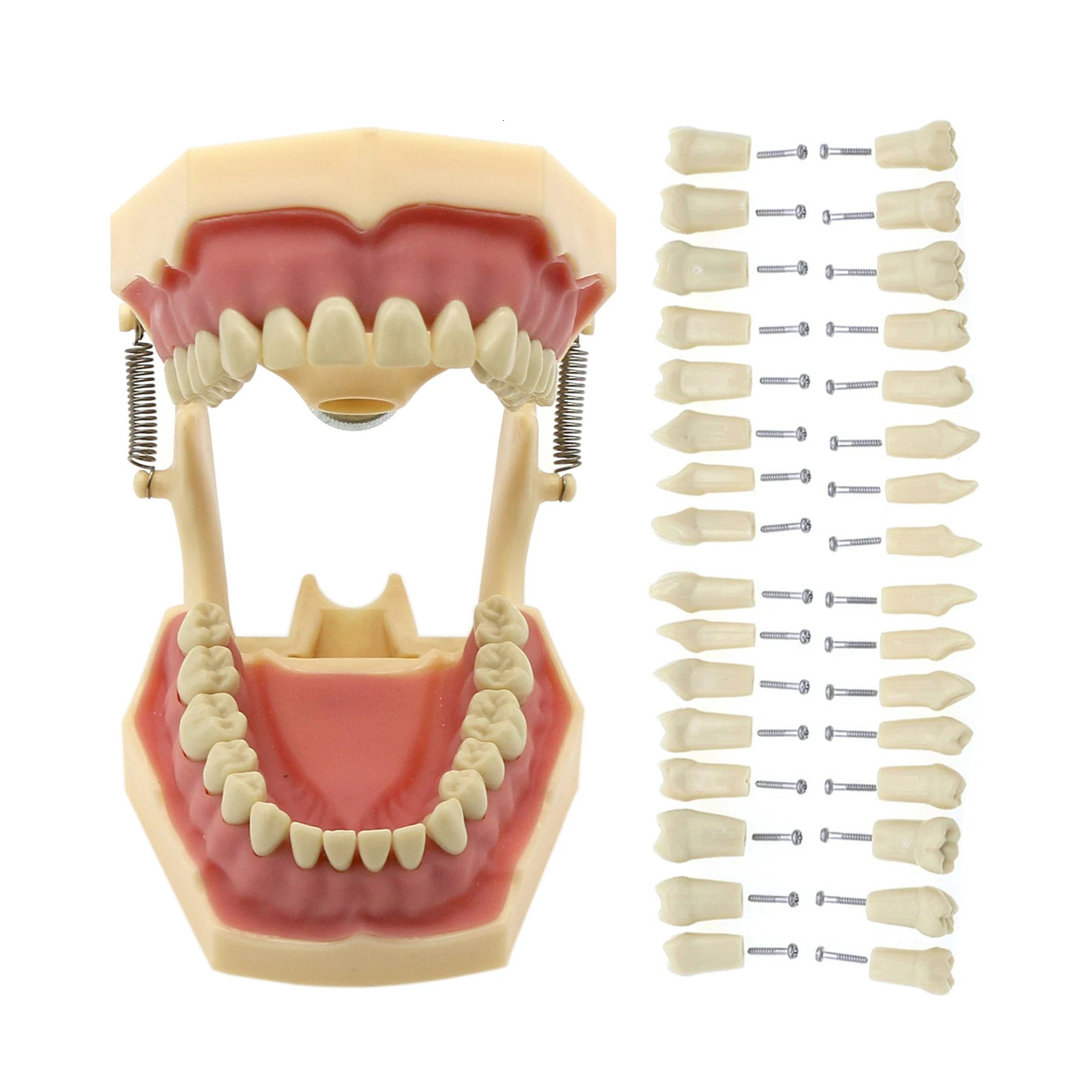 Frasaco AG3 Type Fit Dental Typodont Standard Model M8014-2 With 32Pcs Screw-in Teeth Practice Filling Restoration Demo M8022-2 250228