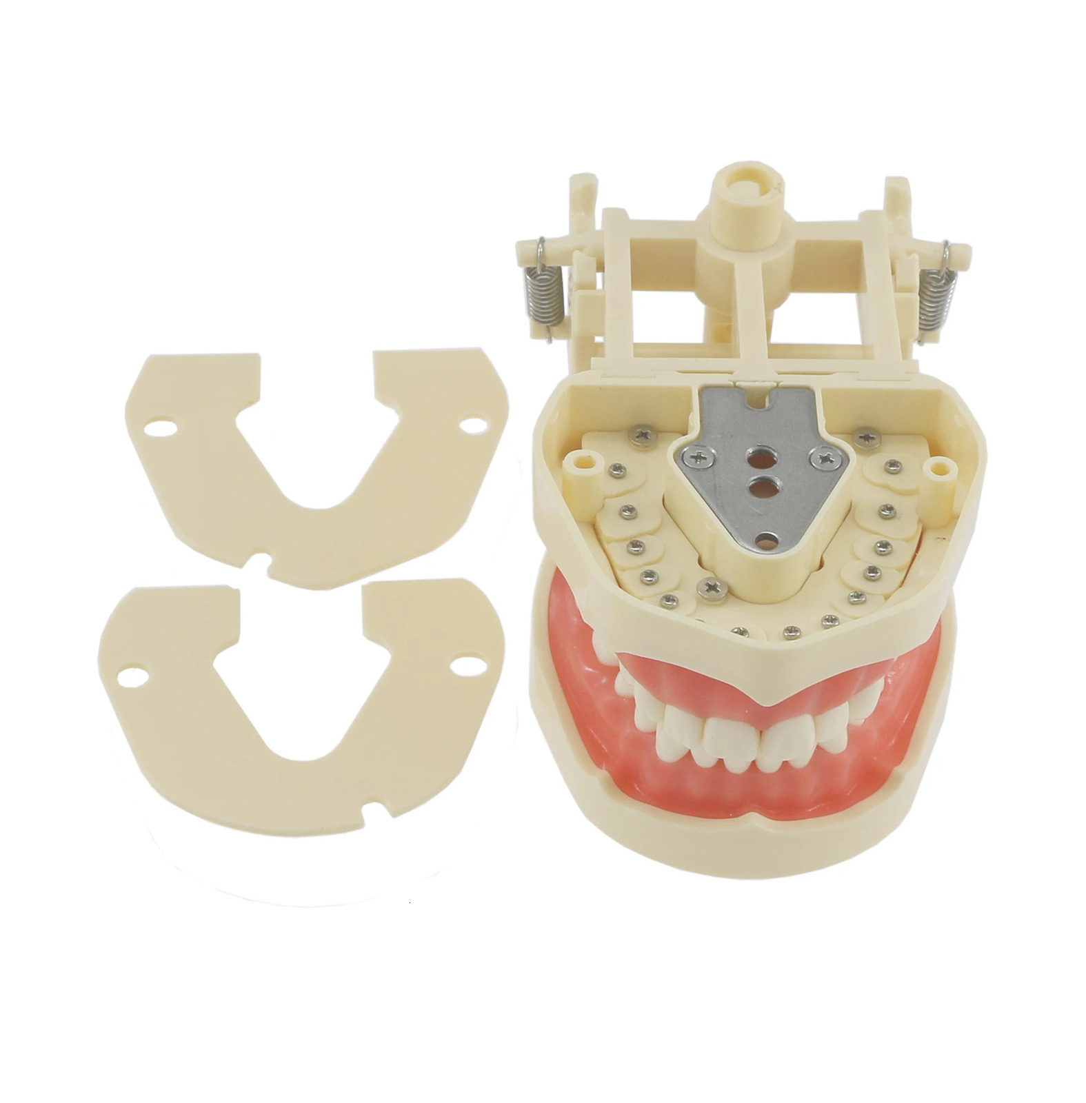 Frasaco ANA-4 Type Fit Dental Standard Model With 28Pcs Screw-in Teeth Typodont Practice Filling Restoration Demo M8013 M8021 250228