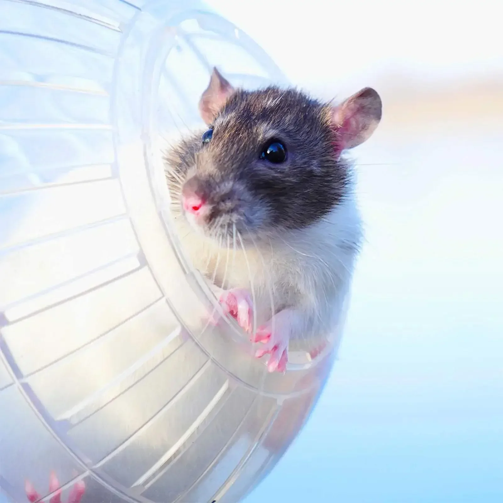 New Outdoor Sport Ball Grounder Rat Small Pet Rodent Mice Ball Balls Rat 10cm Exercise Hamster Gerbil Play Toys Jogging Toys
