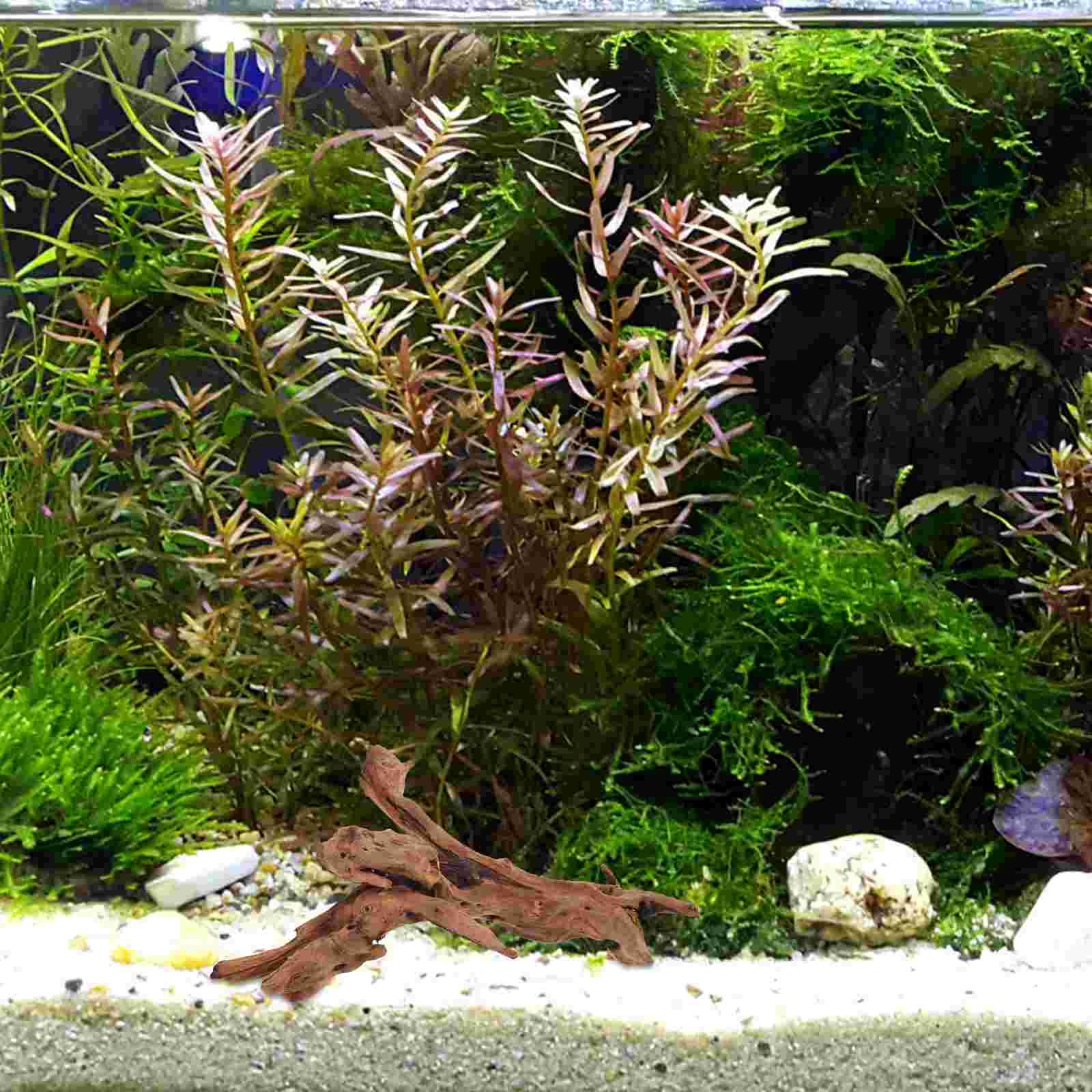 Aquarium Sunken Wood Fish Tank Tanks Dead-wood Decors Rhododendron Root Wooden Natural