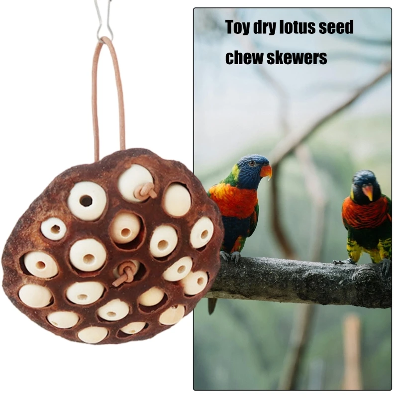 Bird Toy Parrot Chewing Toy Birdcage Tearing Toy All Size Birdcage Nature Lotos Seedpod Bird Toy for Conures Cockatiels