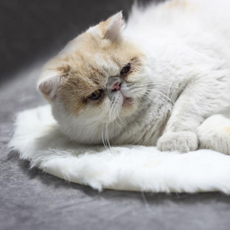 Dog Electric Blanket Warm Dog Bed Mat With USB Electric Pad Indoor Pet Good Thermal Insulation Effect Heating Pads for Cats Dogs