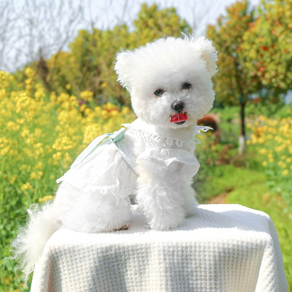 Bichon Frise White Spring Cat Dog Dress Skin-friendly Hollow Out Puppy Skirt Soft Pet Skirt For Cat Dog
