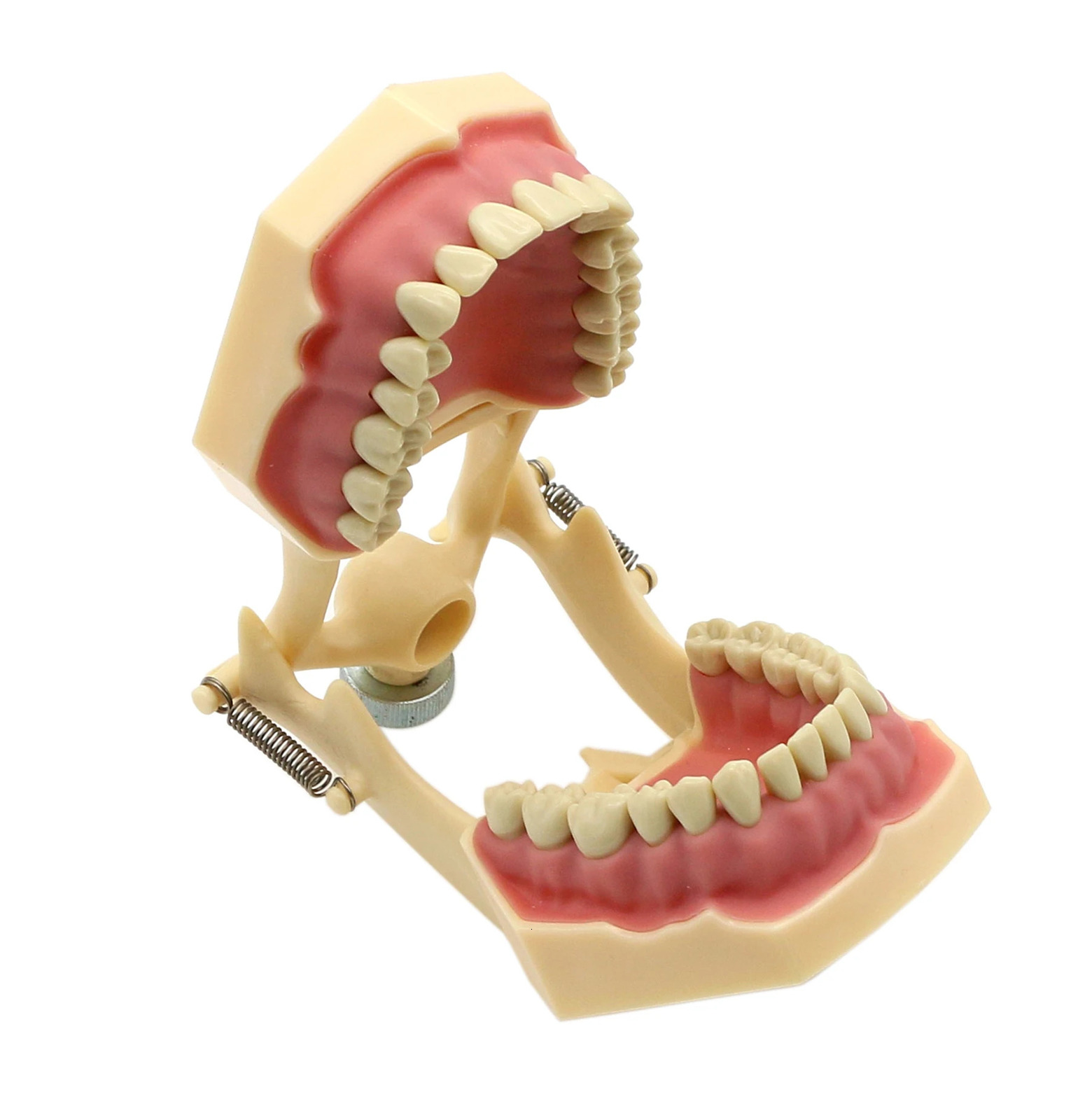 Frasaco AG3 Type Fit Dental Typodont Standard Model M8014-2 With 32Pcs Screw-in Teeth Practice Filling Restoration Demo M8022-2 250228