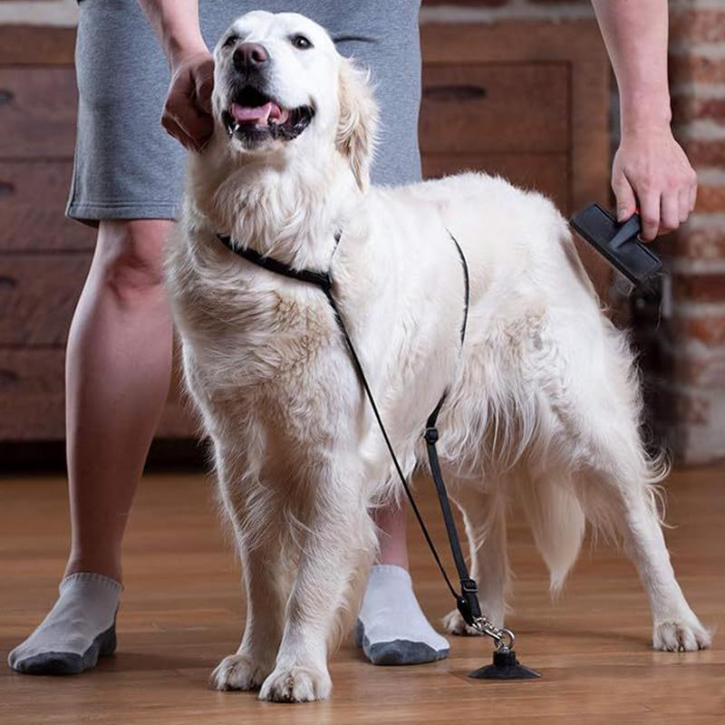Pet Dog Cleaning Strap With Suction Cup Soft Nylon Dog Shower & Bath Accessory Secure Restraint Tether With Strong Suction Power