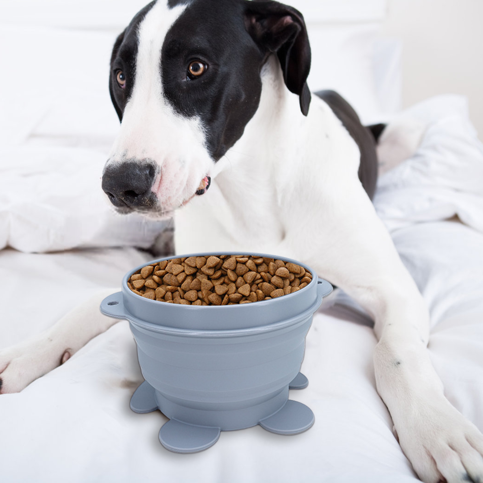 Pet Collapsible Bowls Feeding Watering Dish Super Convenient for Pets Dogs and Cats
