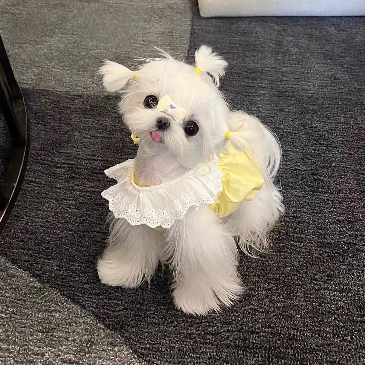 Summer Cat Outfits: Lovely Fashion - forward Floral Gowns. Light - weight, Anti - shedding Attire for Cats and Small Puppies