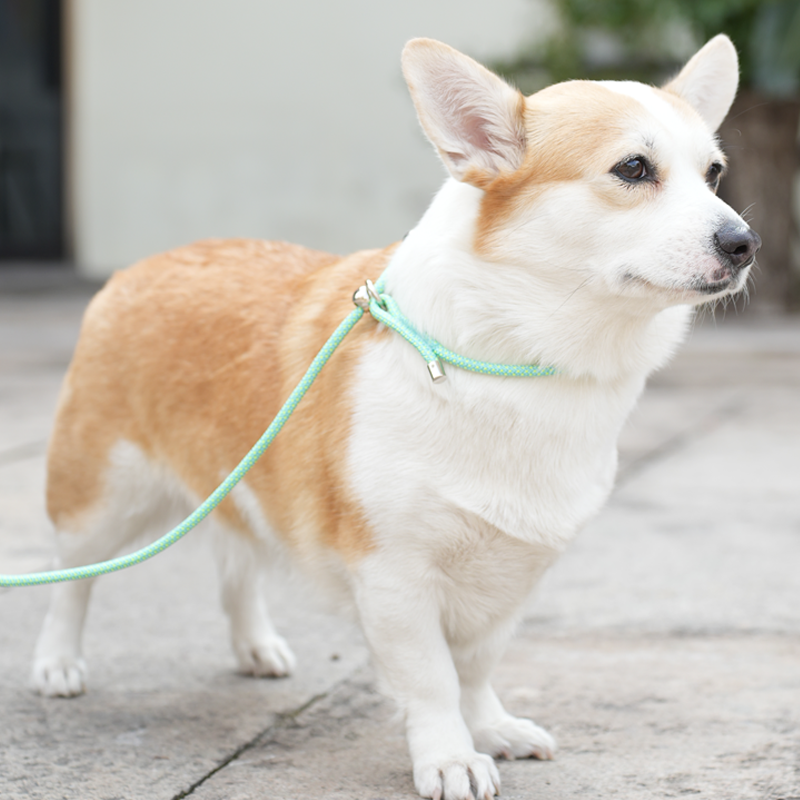 LL021 Strong Nylon Rope Leash Anti-Choking Anti-Pull and Outdoor Walking Training Lead for Small Medium Large Dogs