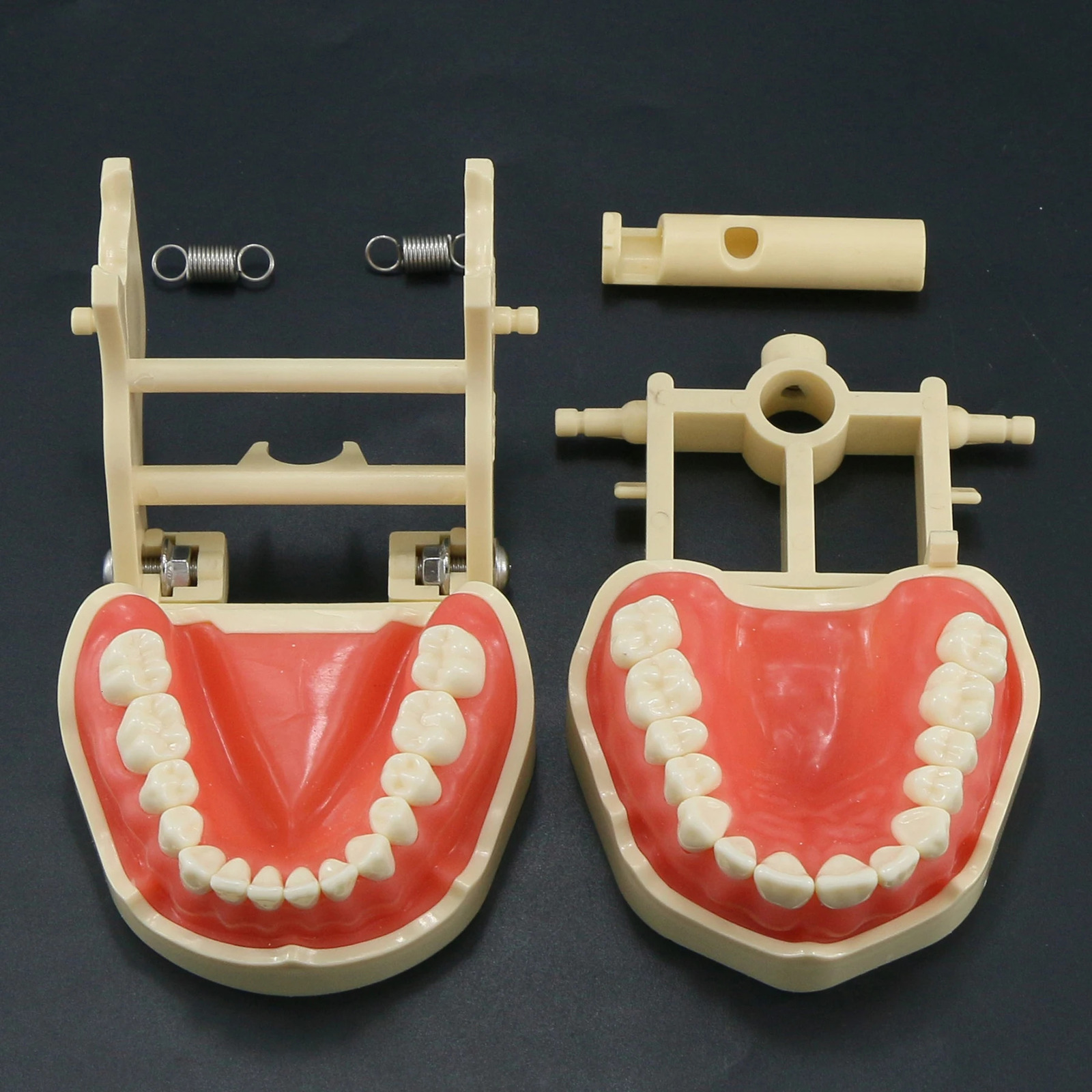 Frasaco ANA-4 Type Fit Dental Standard Model With 28Pcs Screw-in Teeth Typodont Practice Filling Restoration Demo M8013 M8021 250228