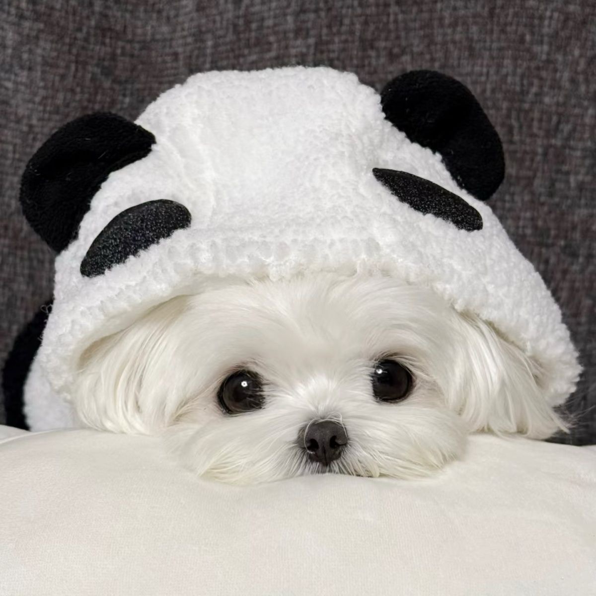 Pet Autumn and Winter Panda Baby Coat Hooded Plush Sweatshirt Teddy Bear Panda with Plush Vest Clothing Dog Jacket Puppy