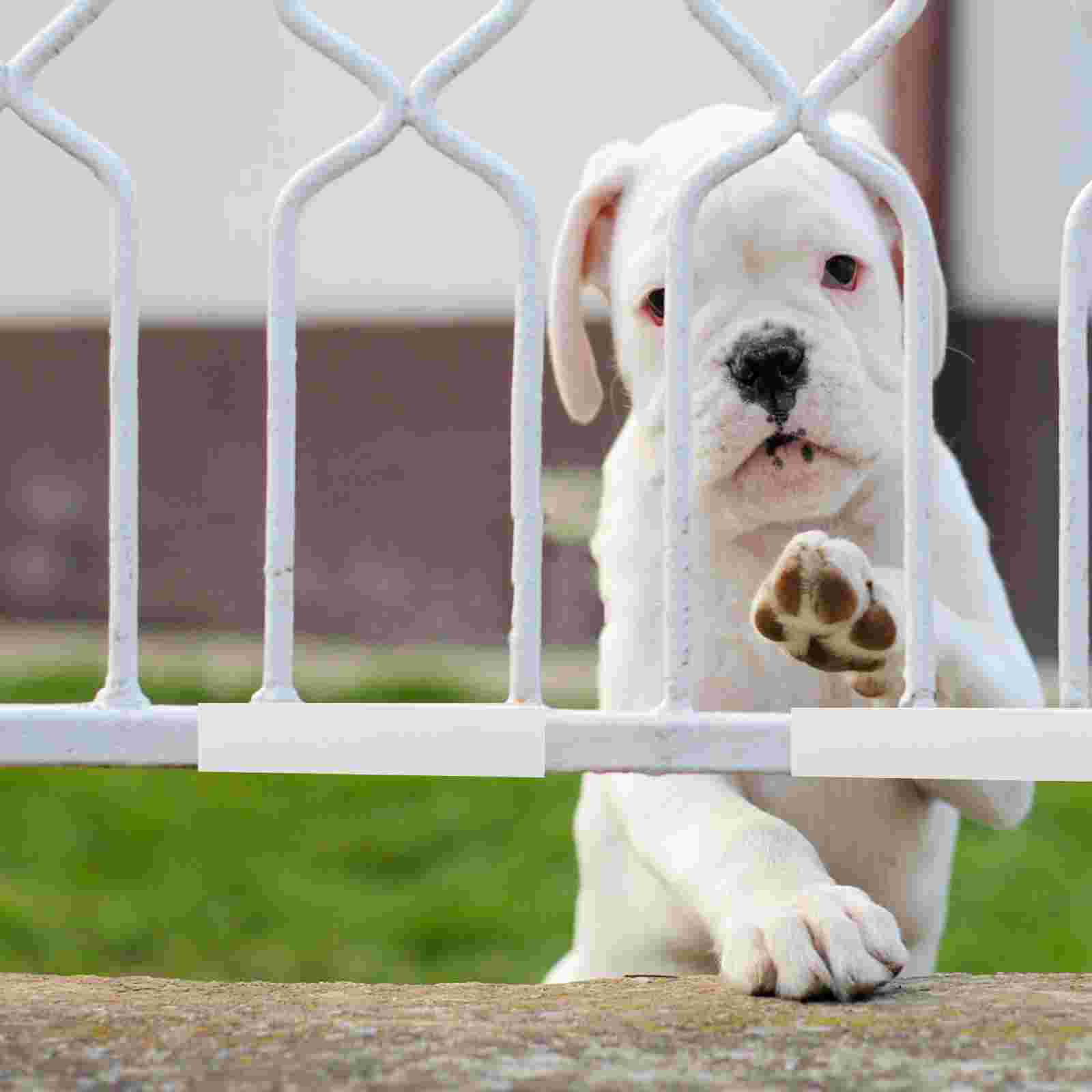 5 PCS Fence U-shaped Card Slot Door Gate Dog Interface Reinforcement Pet Groove Baby