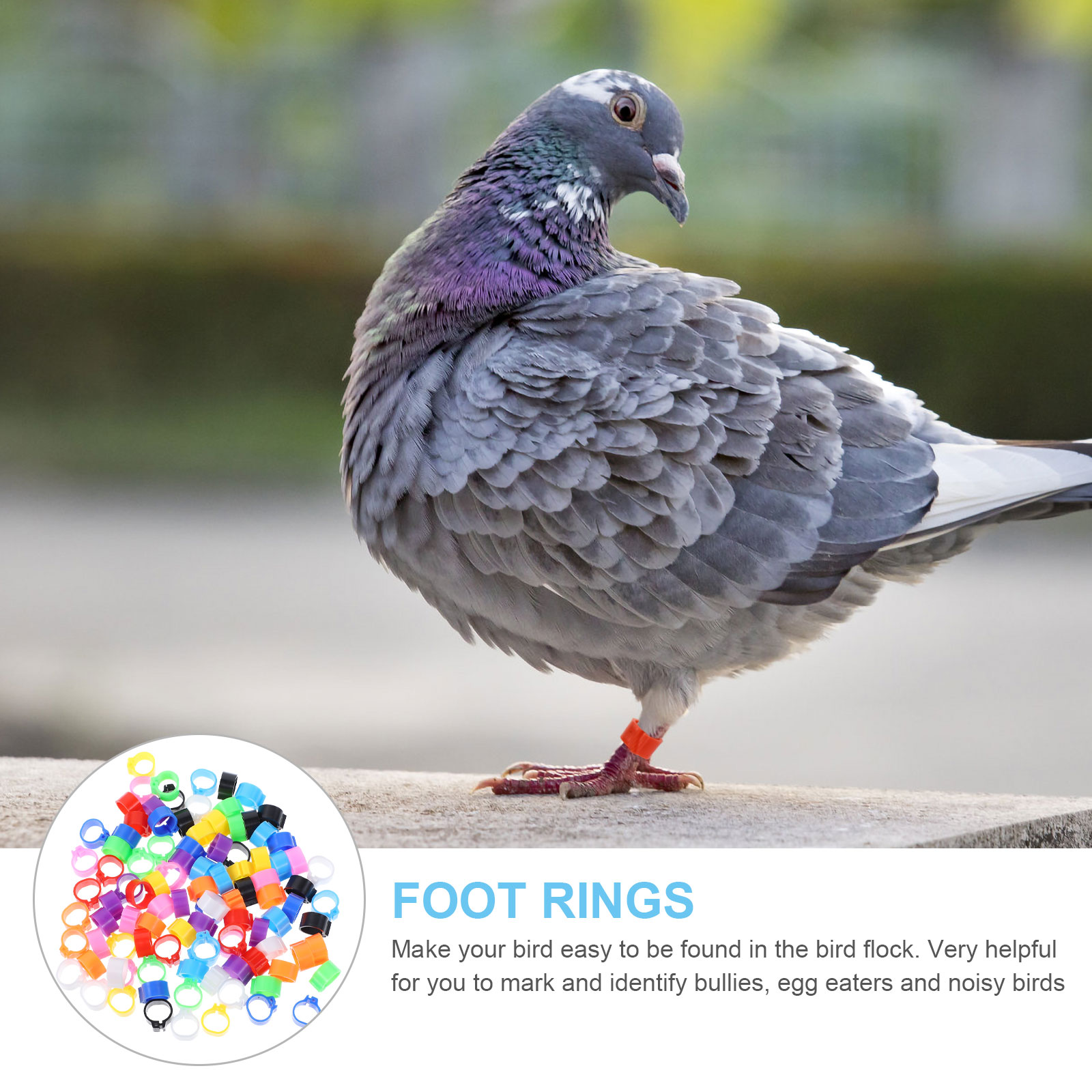 100 Pcs Toy Meat Pigeon Anklet Baby Birds Chicken Tags for Legs Plastic Name Poultry Ring