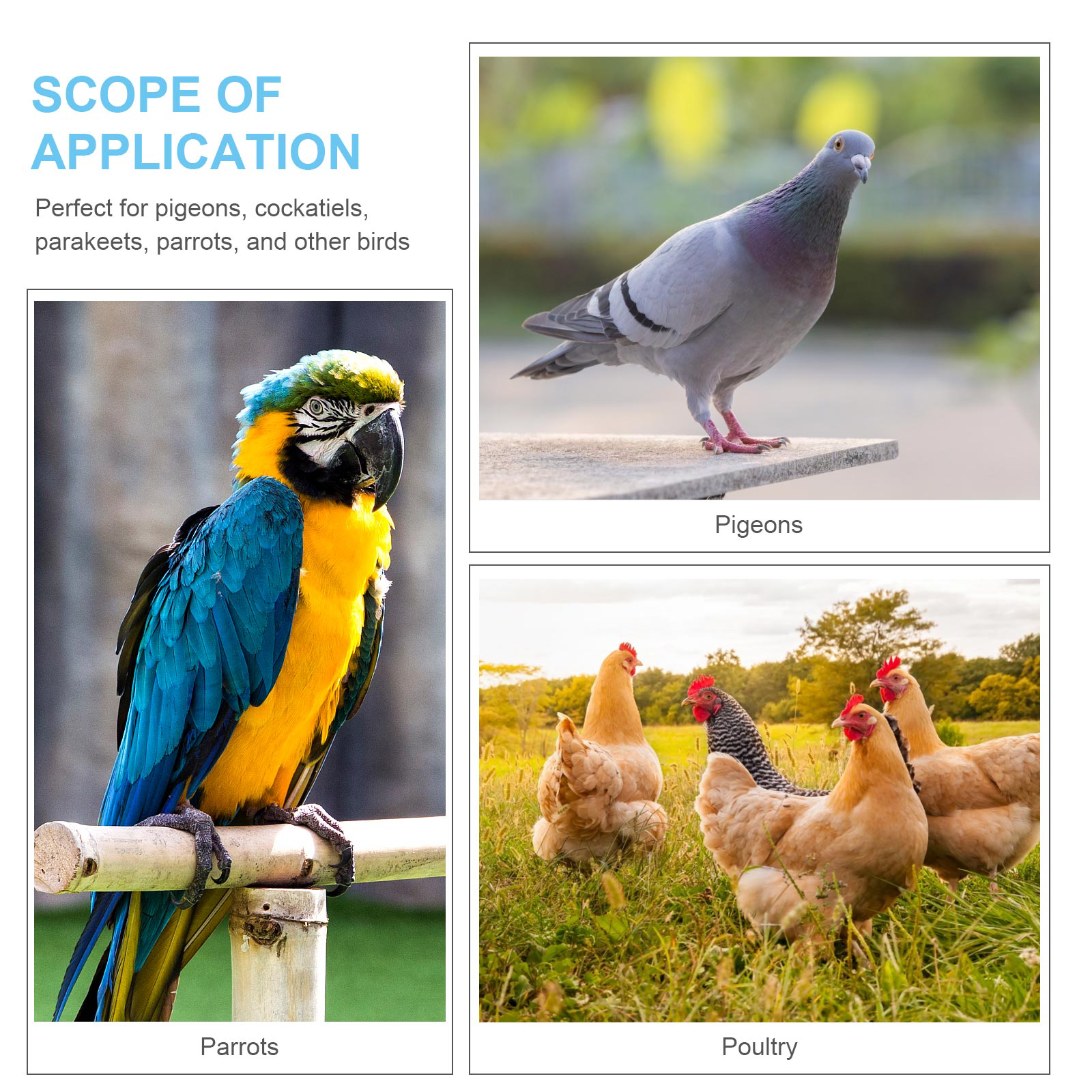 100 Pcs Toy Meat Pigeon Anklet Baby Birds Chicken Tags for Legs Plastic Name Poultry Ring