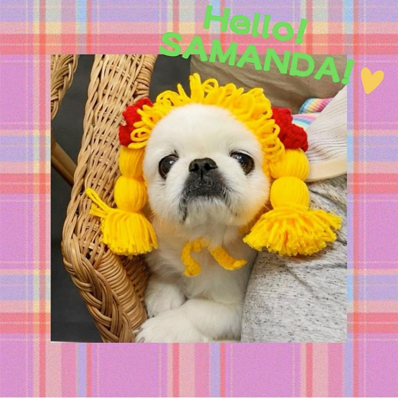 Pet Hat Wacky Cat Headgear Wig Cospaly Props Cute Braid Head Cover Double Ponytail Teddy Funny Dog Headgear Dress Up Hat 2025