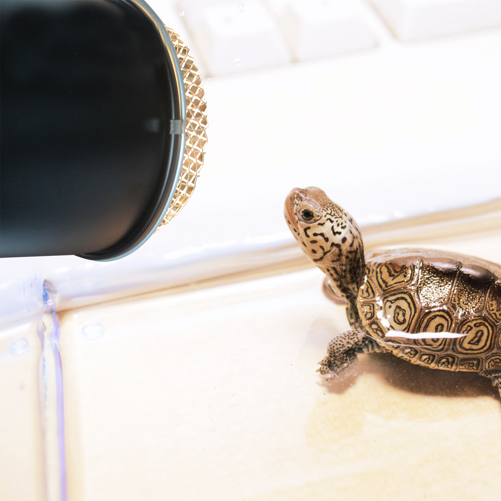 Simple Grille Animals Reptile Light Dome Cover Stainless Steel Heat Lamp Heating Protective