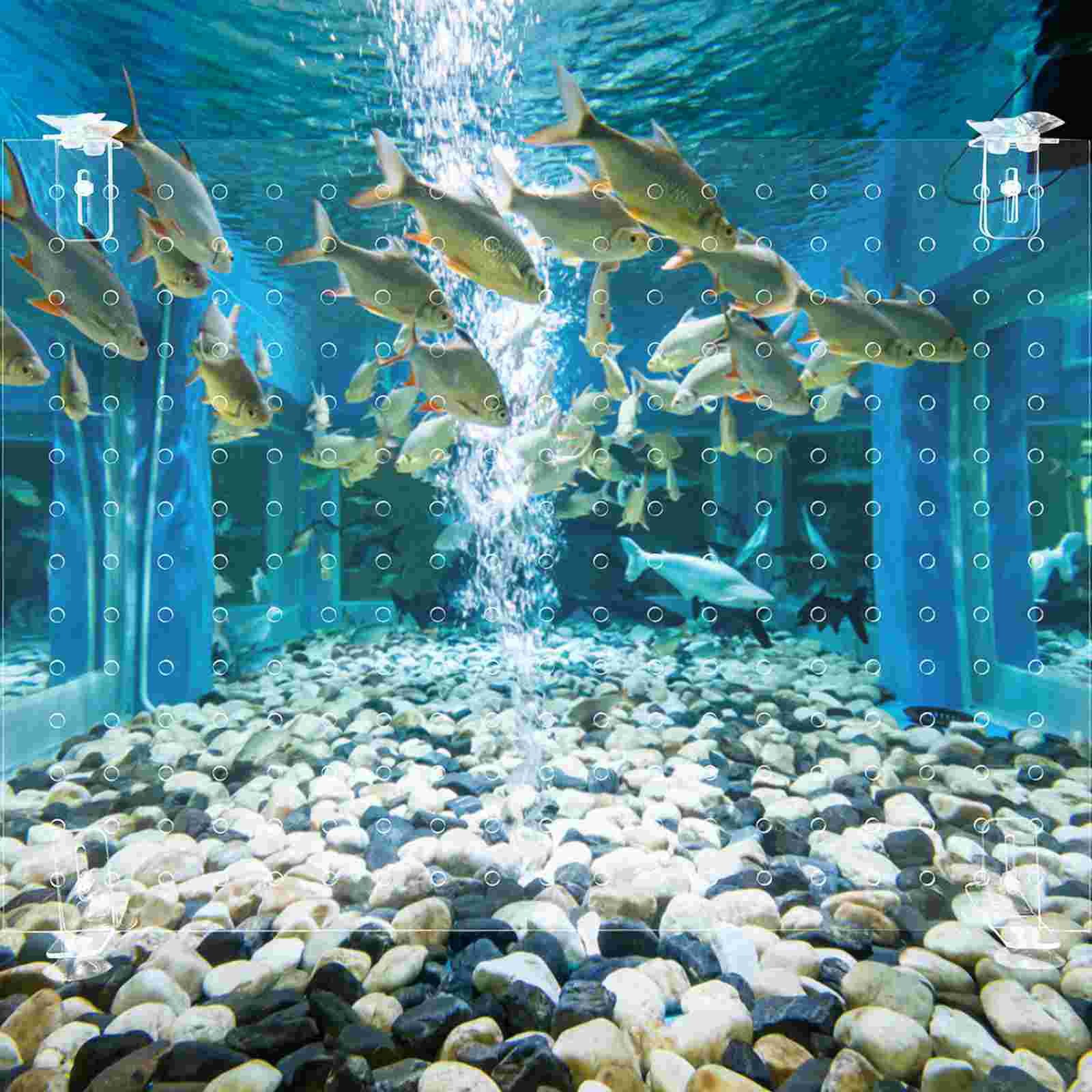 Fish Tank Isolation Board Transparent Divider Aquarium Accessory Water Case Filter Acrylic Suction Cups