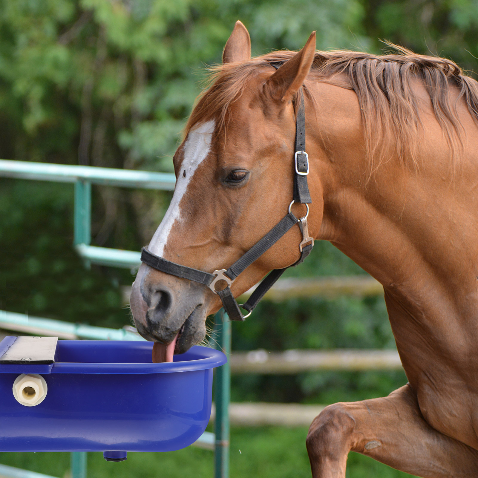 Sheep Cow Water Bowl Automatic Dispenser Horse Waterer Livestock Feeder Tool Outdoor Trough Cattle Cup