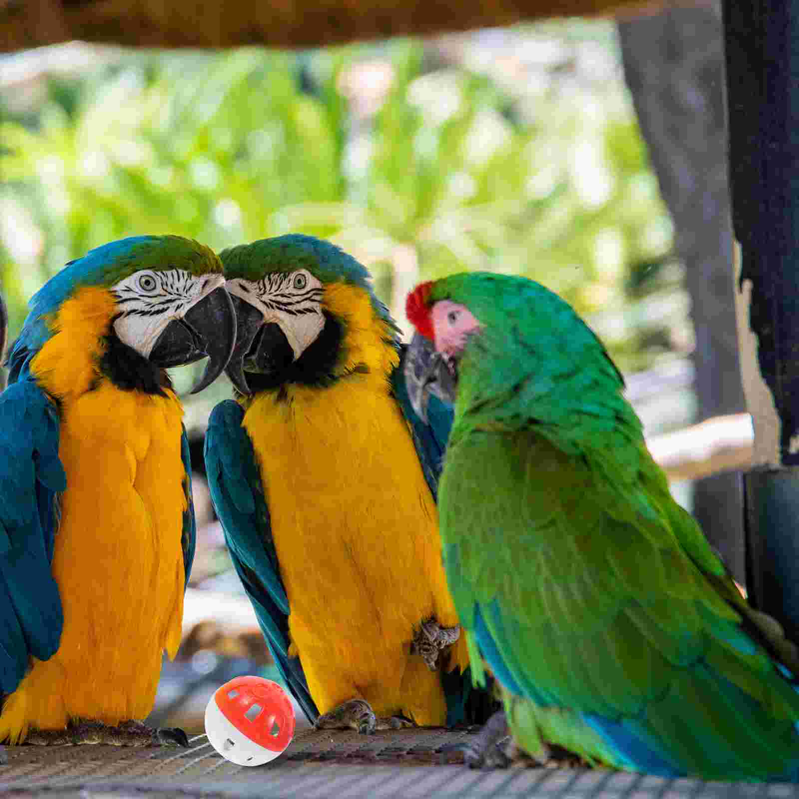 20 Pcs Hollow Bell Ball Parrot Toy Balls Toys Bird Bells Cages Plastic Parakeet for Funny Parakeets Foraging Parrots