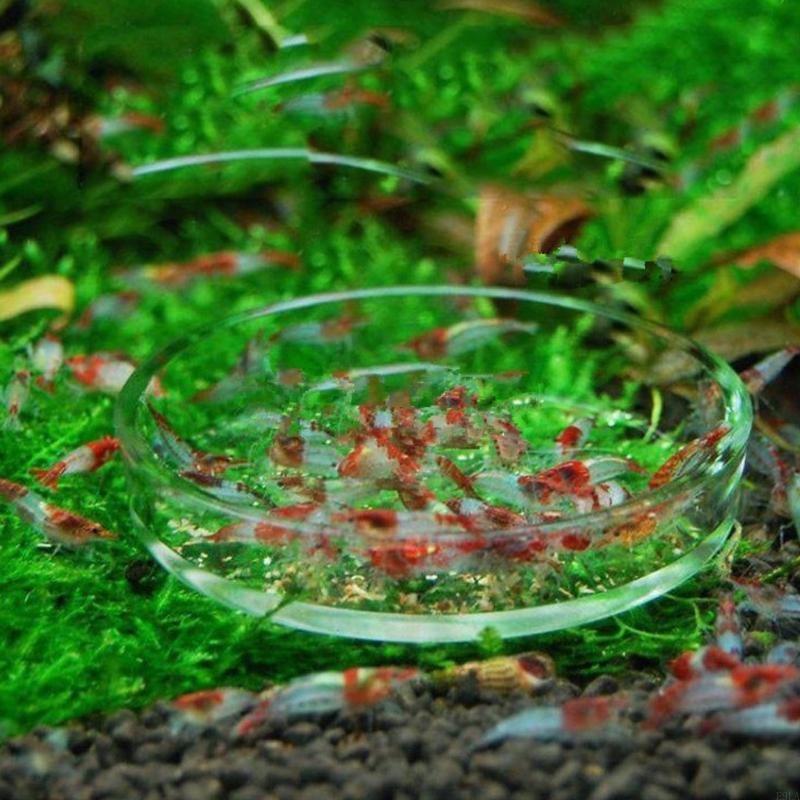 2025 New Shrimp Feeder Glass Feeding Dish Aquarium Fish for Tank Reptiles Round Clear Bowl 3.9" 3.5" 3.2" 2.6" 2.4"