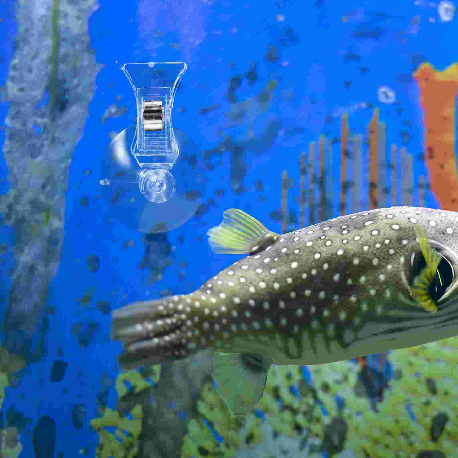 3 Pcs Feed Clip Fish Tank Accessories Feeder Aquarium Accessory Supplies for Suckers Holder Suction Cup Seaweed Tool Food