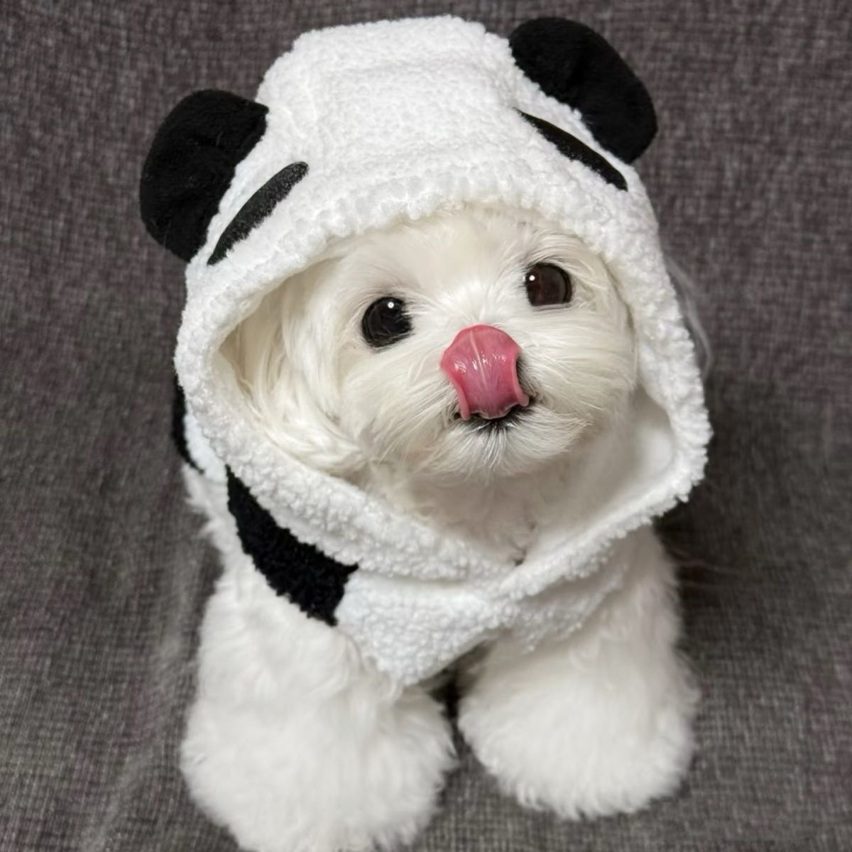 Pet Autumn and Winter Panda Baby Coat Hooded Plush Sweatshirt Teddy Bear Panda with Plush Vest Clothing Dog Jacket Puppy