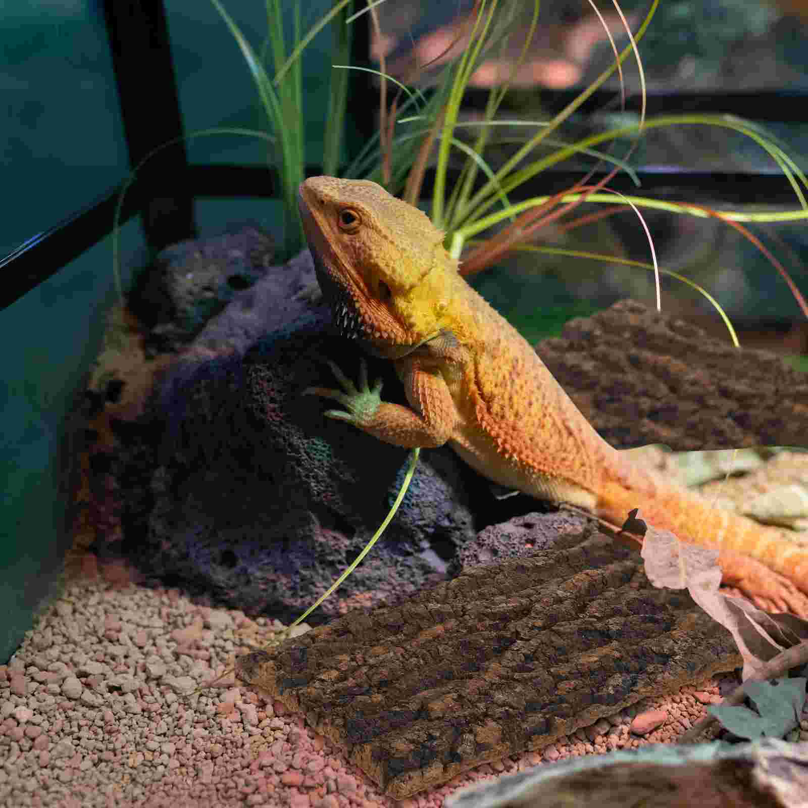 Fish Tank Landscaping Bark for Crafts Large Decorations Natural Aquarium Accessory Home Background Reptile Desktop Turtle