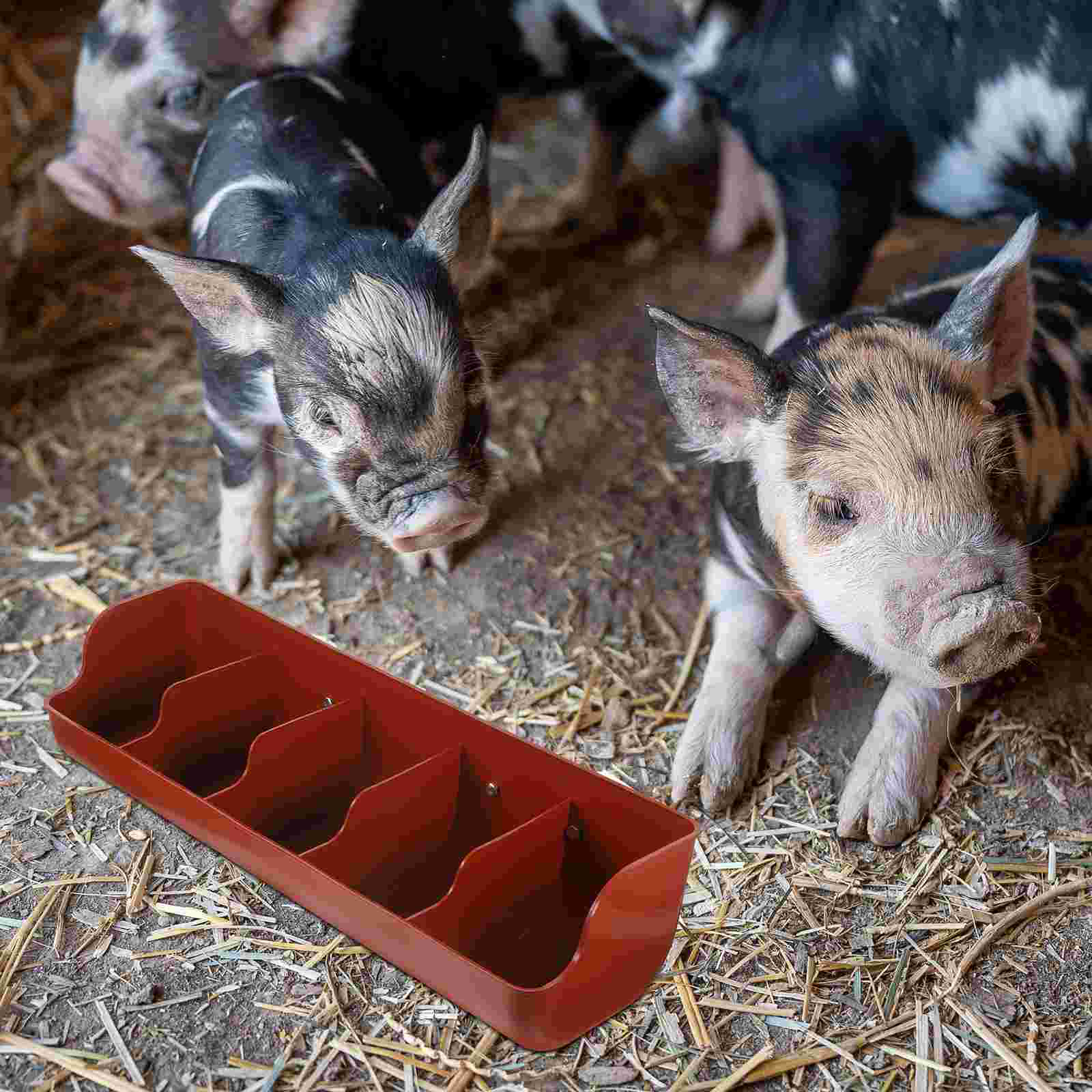 Accessories Pig Feed Trough Baby Chicken Feeder Livestock Feeding Tray Pp Plastic Groove