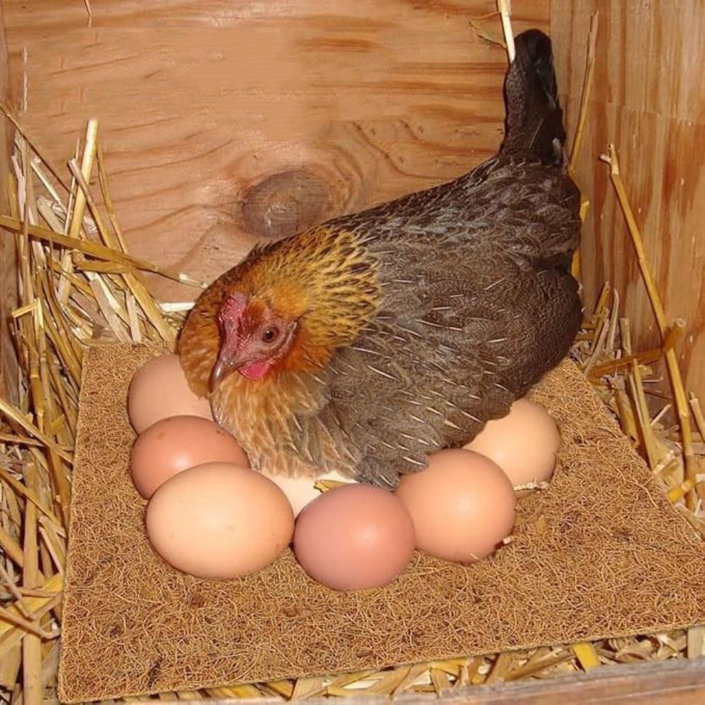 6Pcs Practical Coconut Coir Chicken Hatch Pads Square Freeze-proof Hens Bedding Mat Reusable Dry Reptile Box Mat Lizard