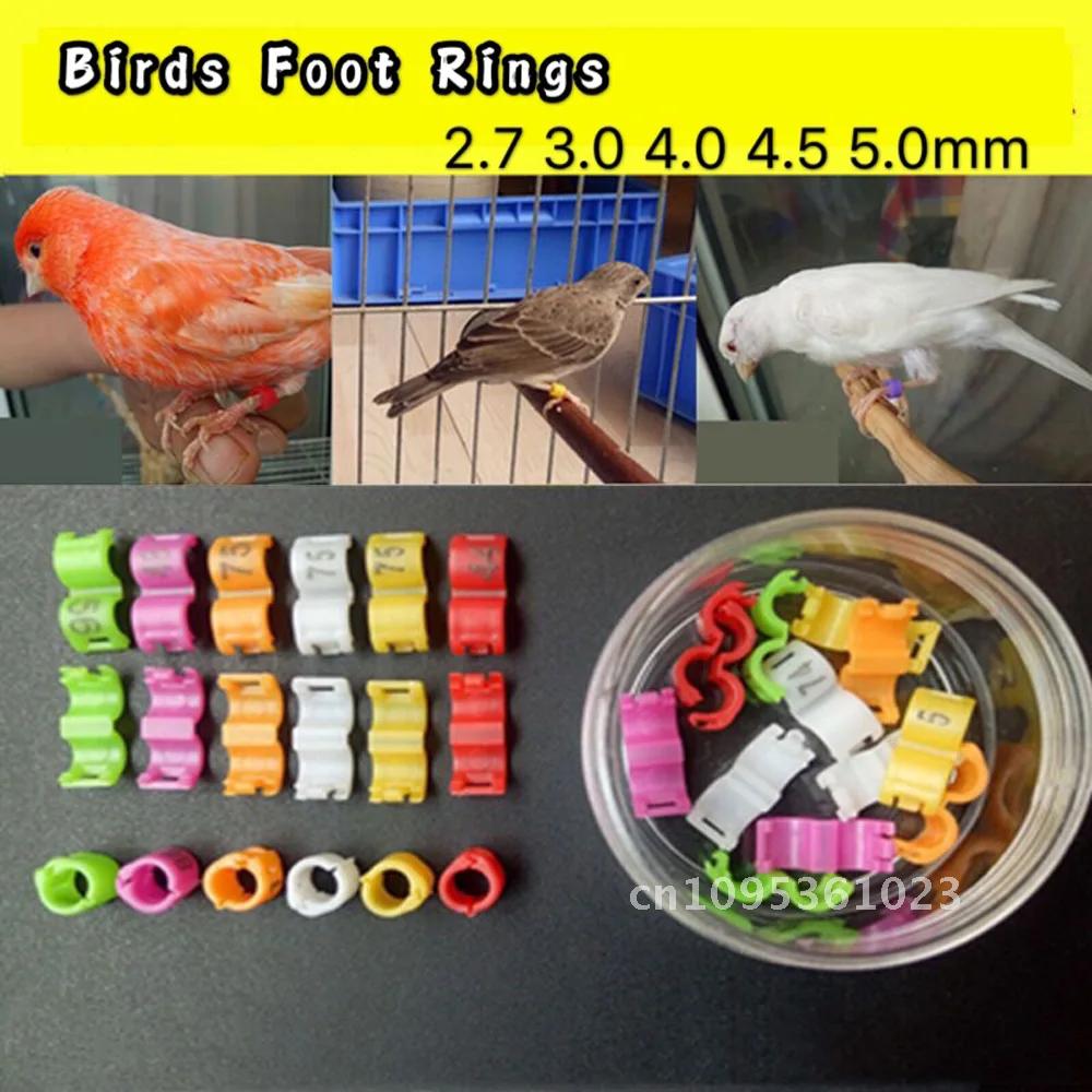60 Pcs Inner 2.7/ 3/4/4.5/5mm Canary Clip Ring Bird Pigeon Leg Rings Small Foot ring Mix Rings Parrot Color bird Birds