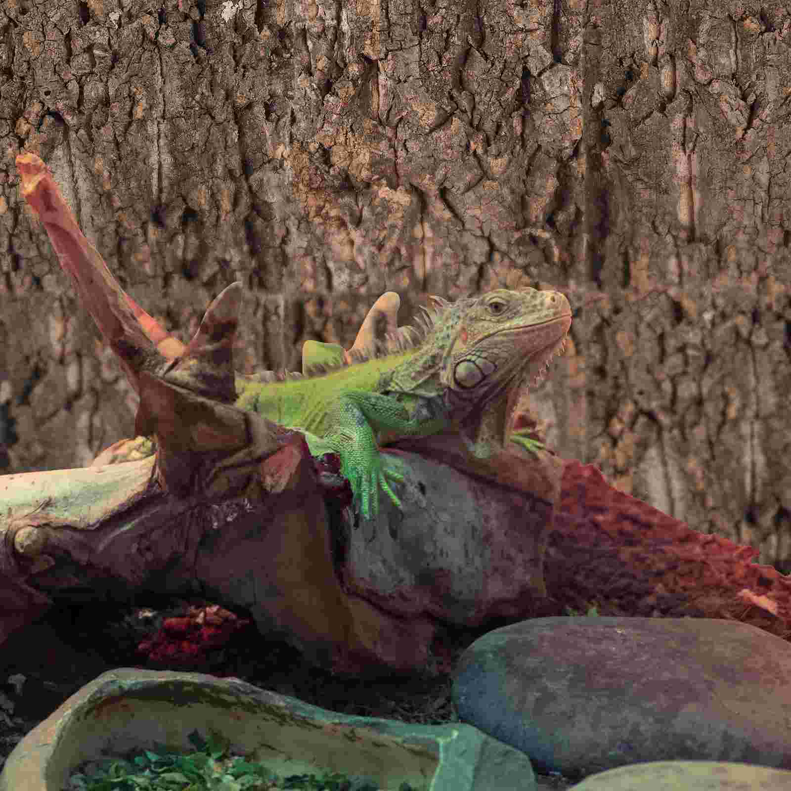 4 Pcs Fish Tank Decoration Natural Cork Bark Reptile Enclosure Background Terrarium Lizard Flats Bearded Dragon