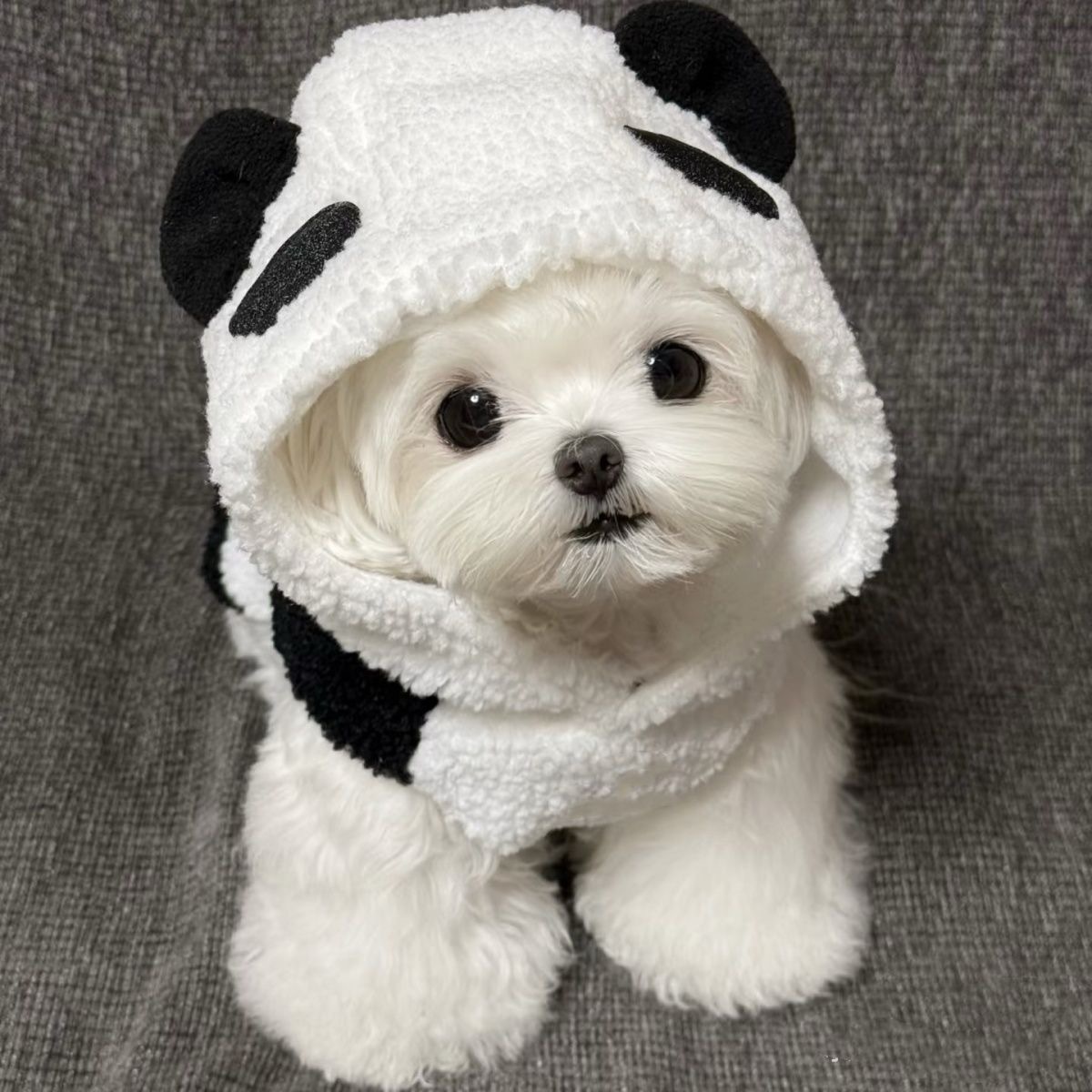 Pet Autumn and Winter Panda Baby Coat Hooded Plush Sweatshirt Teddy Bear Panda with Plush Vest Clothing Dog Jacket Puppy