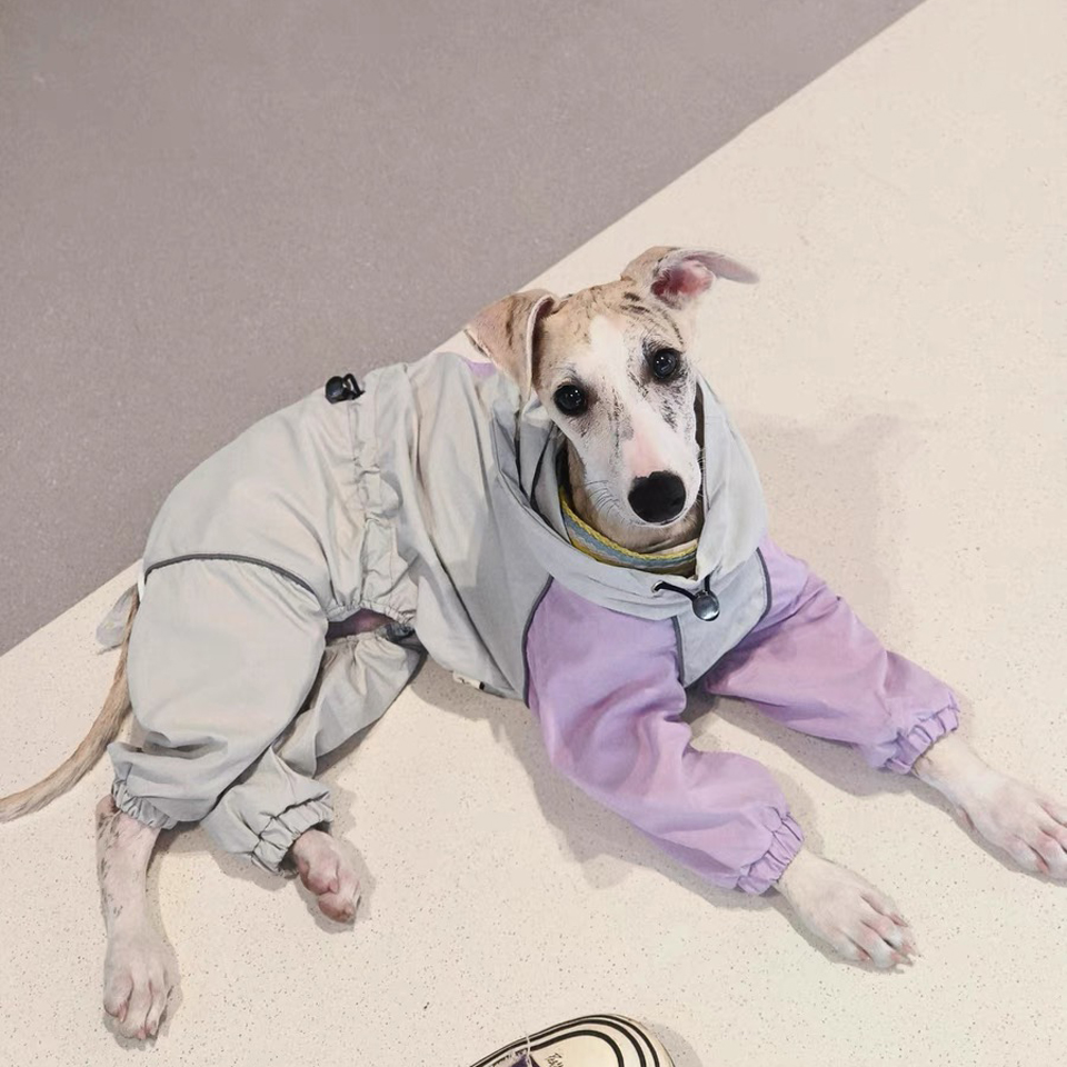 Luxury 4-legged Purple White Jacket for Whipbit Windproof Waterproof Soft RainCoat for Italy Greyhound Huibit Pet Dog Clothes