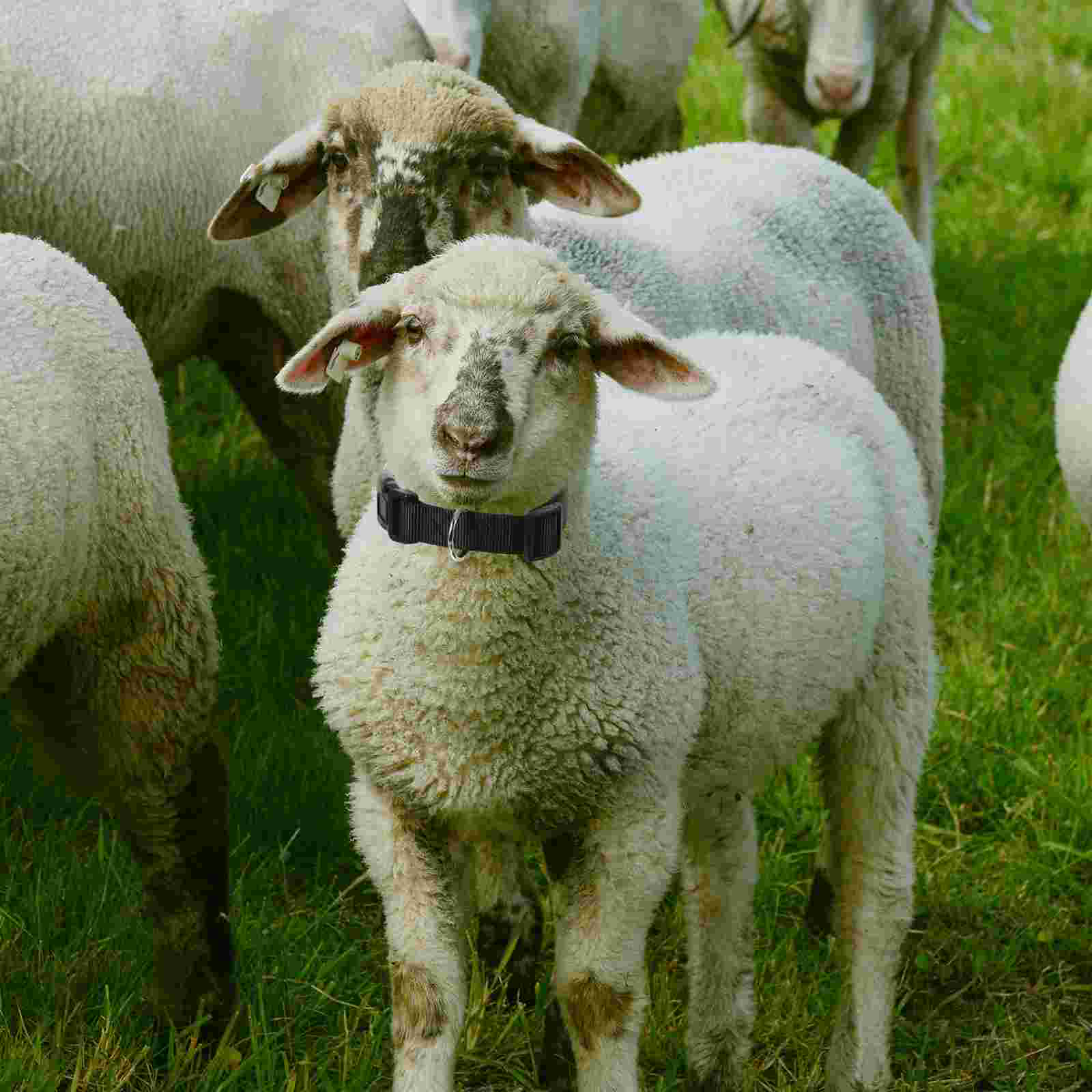 10 Pcs Adjustable Cow Collars Goat Halter Horse Sheep Farm Animal Accessories Livestock