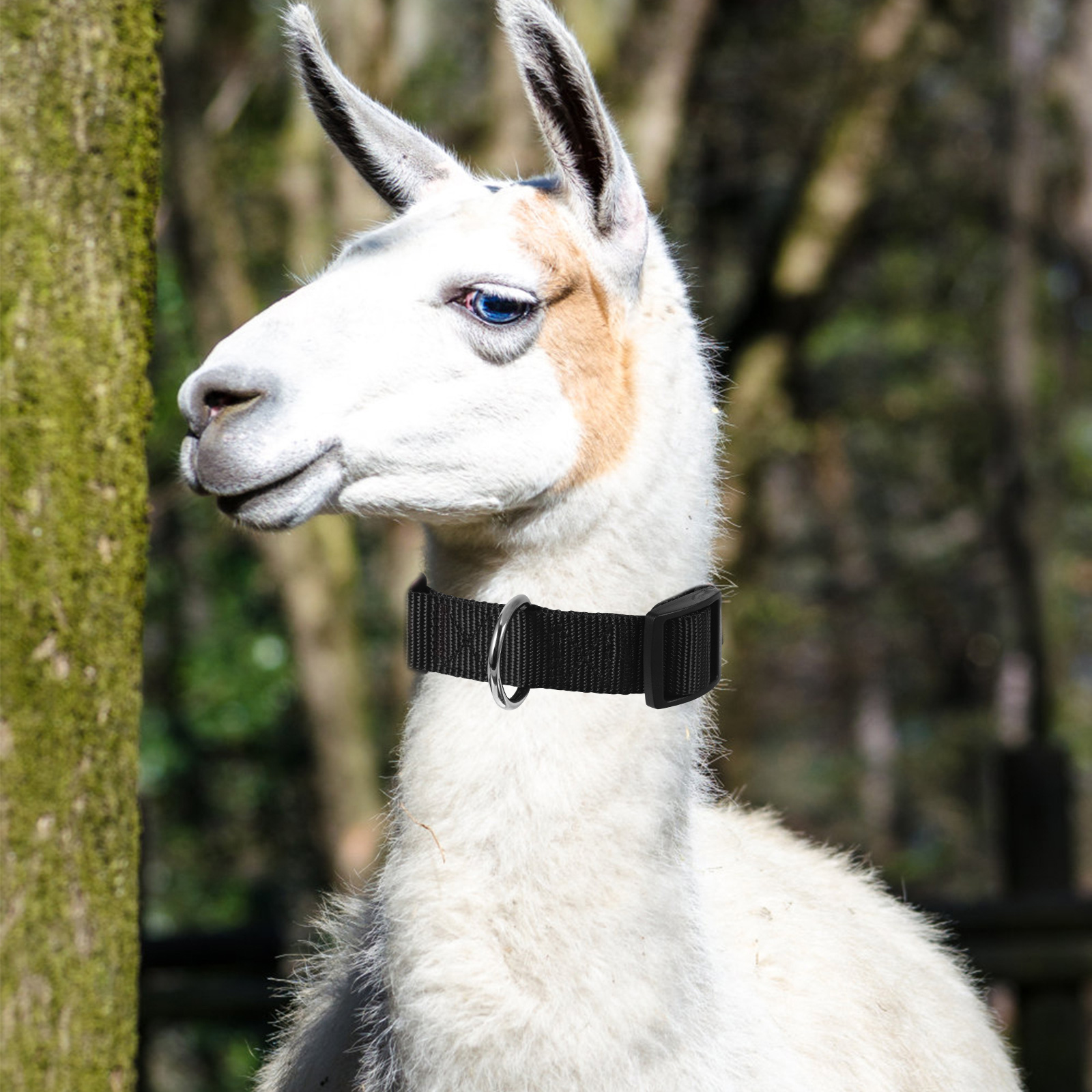 10 Pcs Adjustable Cow Collars Goat Halter Horse Sheep Farm Animal Accessories Livestock