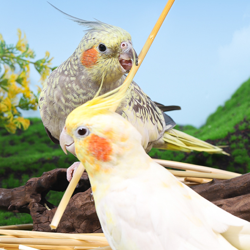 3/100g Ball Bird Toy Natural Pet Parrot Bite Toys Budgies Cockatoo Parakeet Cockatiels Lovebird Cage Teething Toy Nest Decor Ḁ