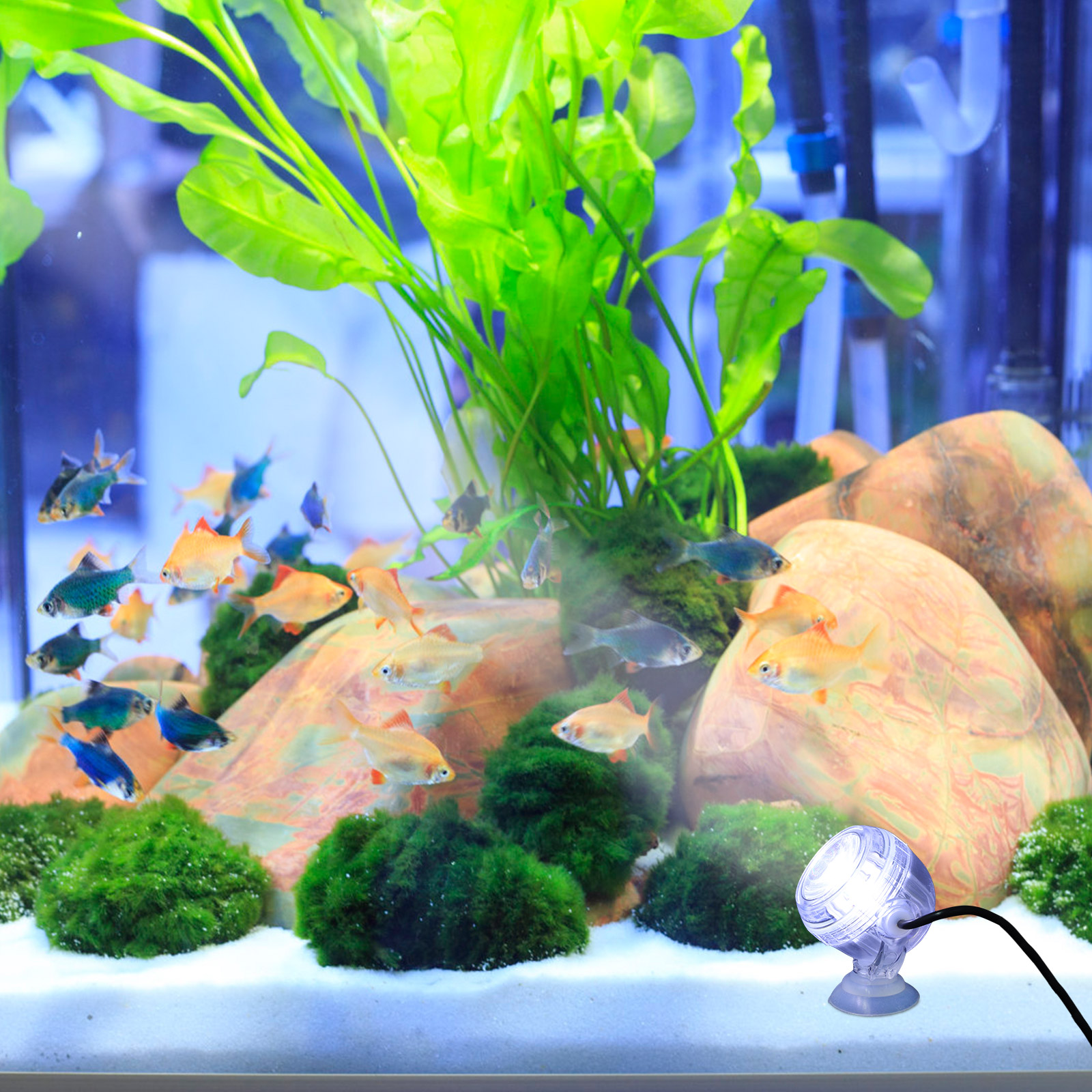 Fish Tank Spotlight Color Changing LED Spotlights Lamp Aquarium Small Decor Night Accessories