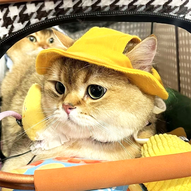 New Cowboy Hat for Puppies French Bulldog Dog Helmet Birthday Pet Costume Cap Beauty Suit Mini Jeans Hats Chihuahuas Accessories